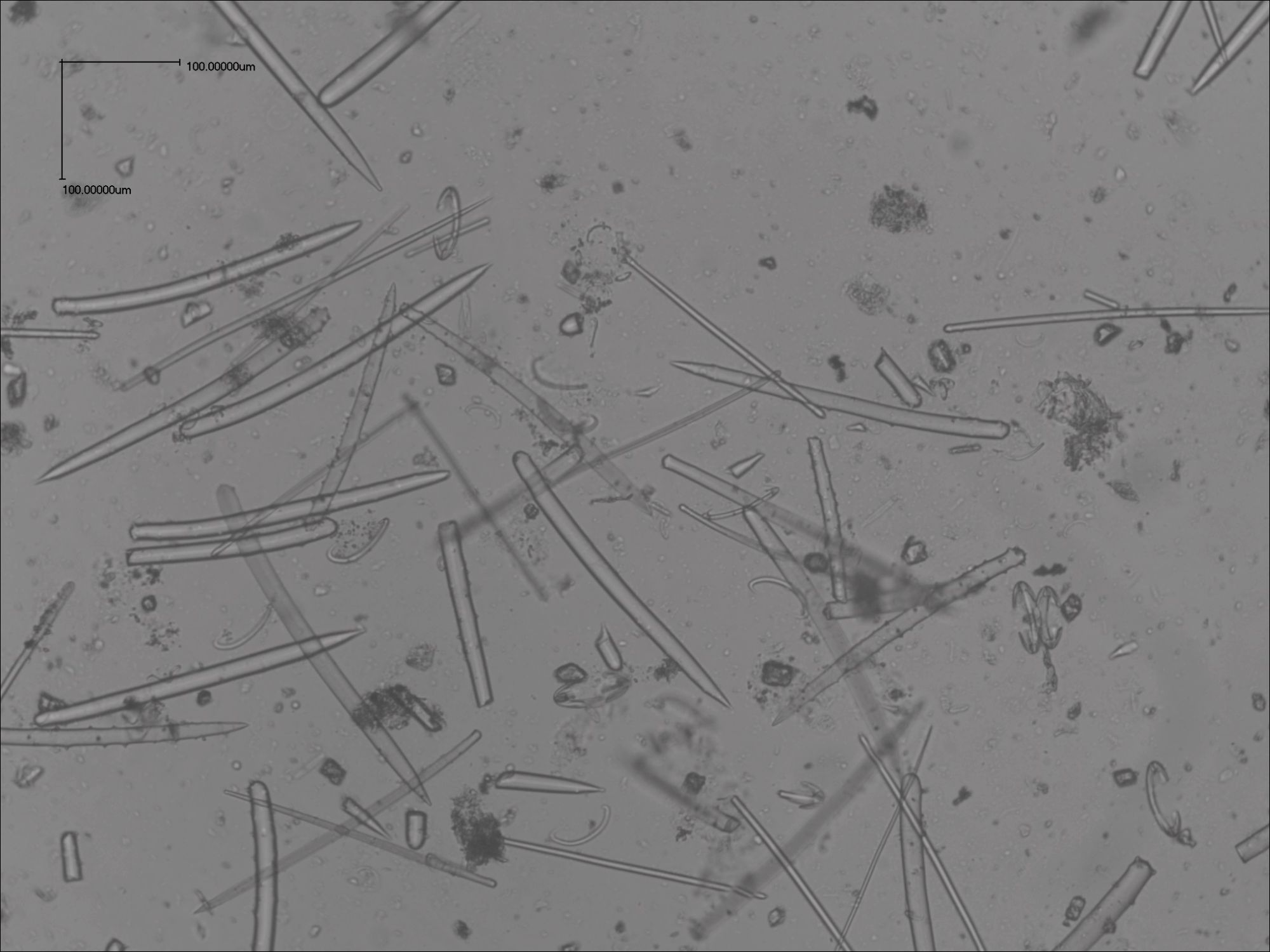 Image representing Lissodendoryx.