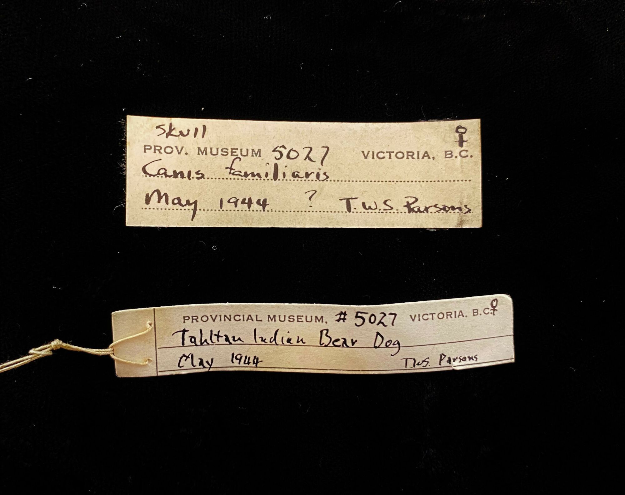 Image representing Canis familiaris.