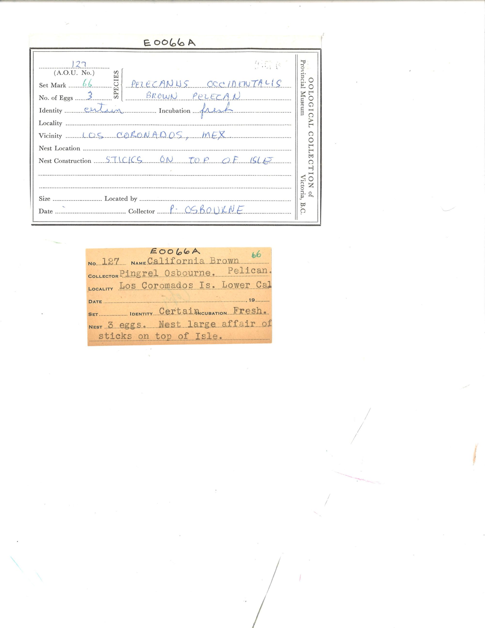 Image representing Pelecanus occidentalis.