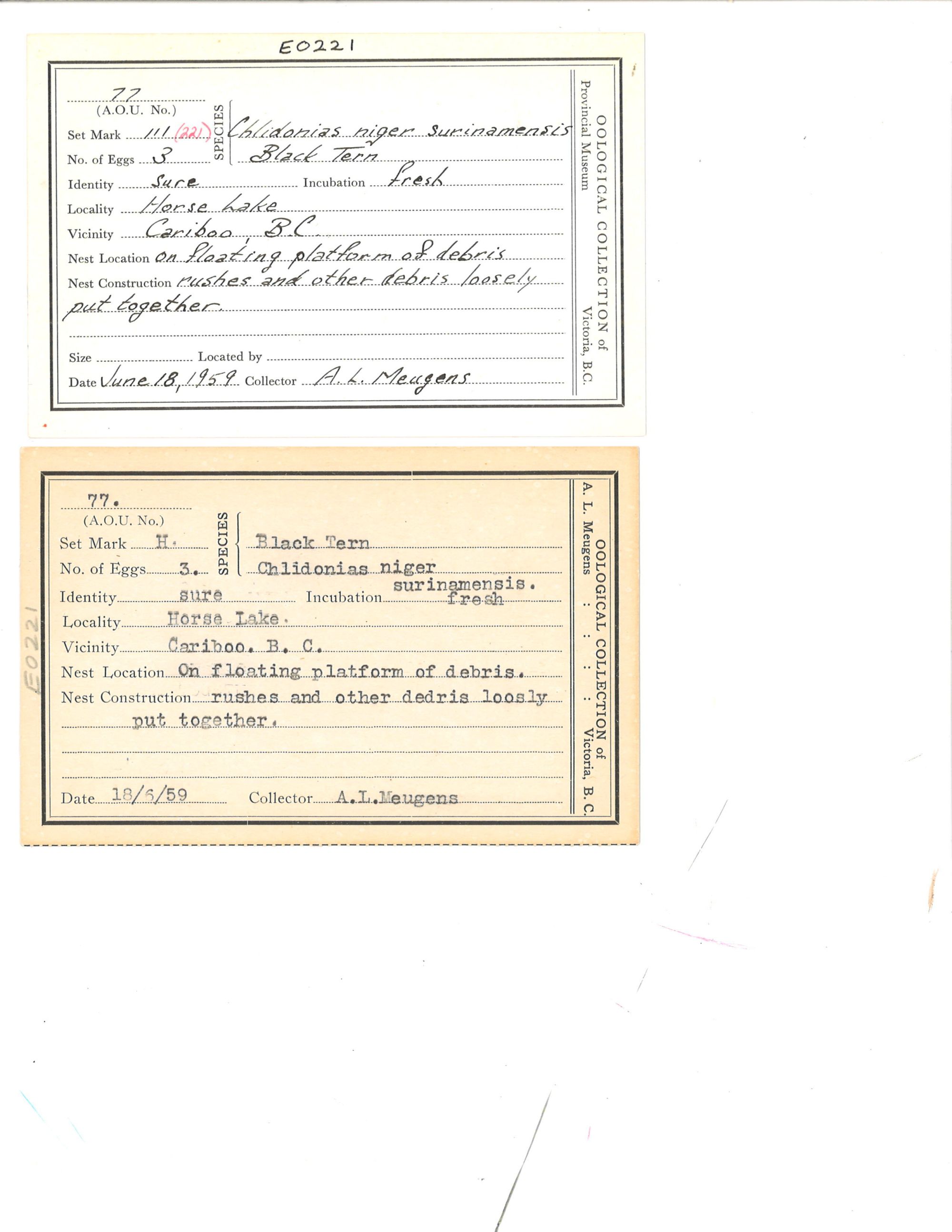 Image representing Chlidonias niger.