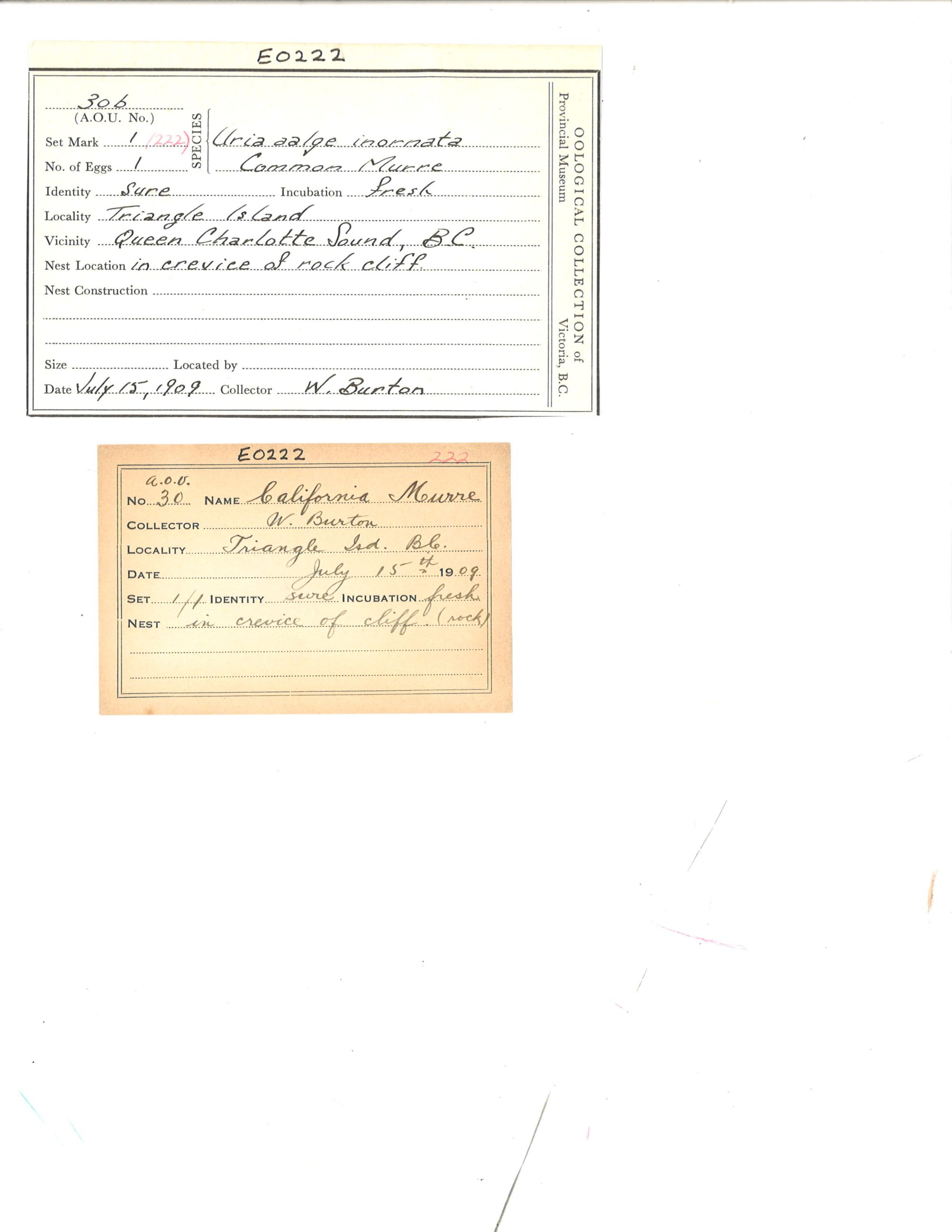 Image representing Uria aalge.