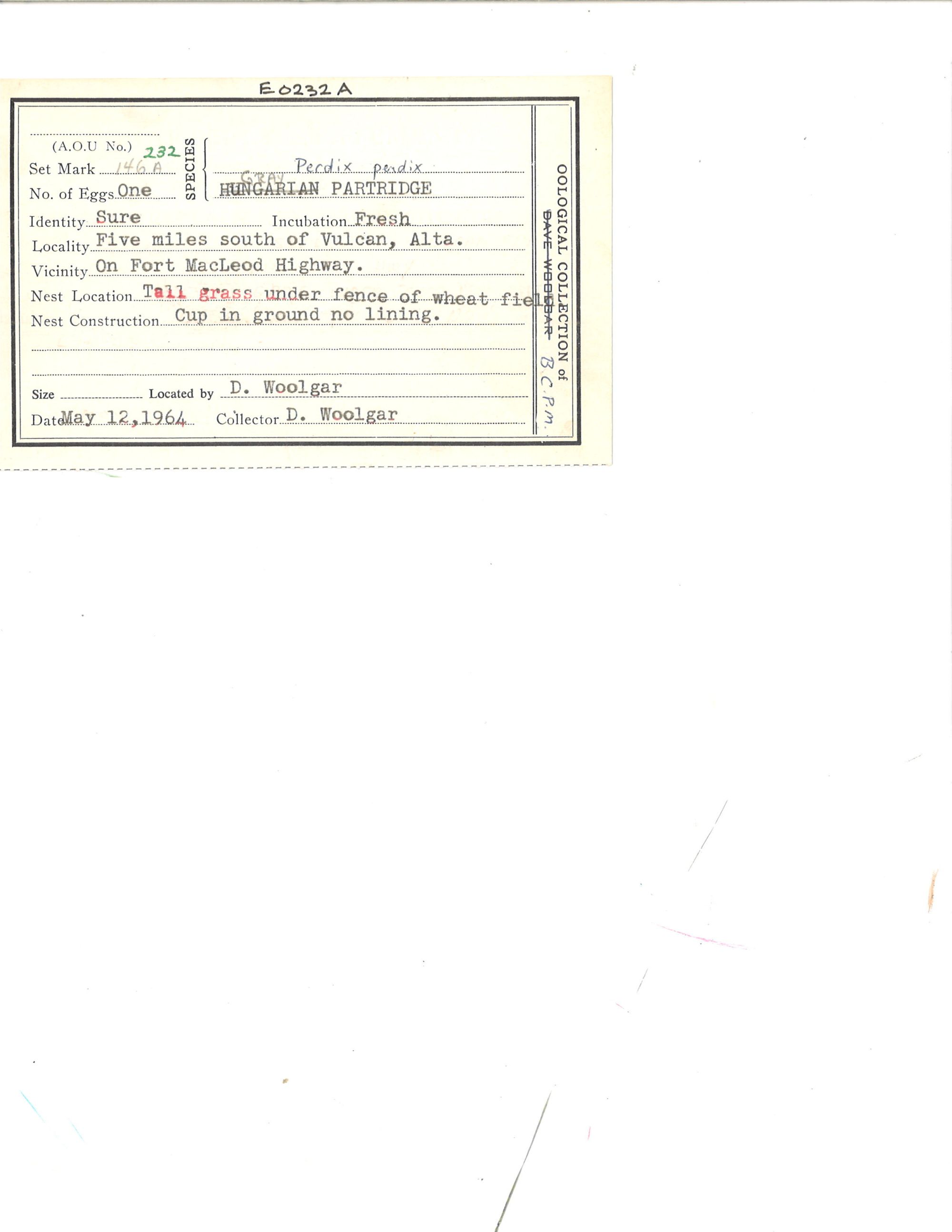 Image representing Perdix perdix.