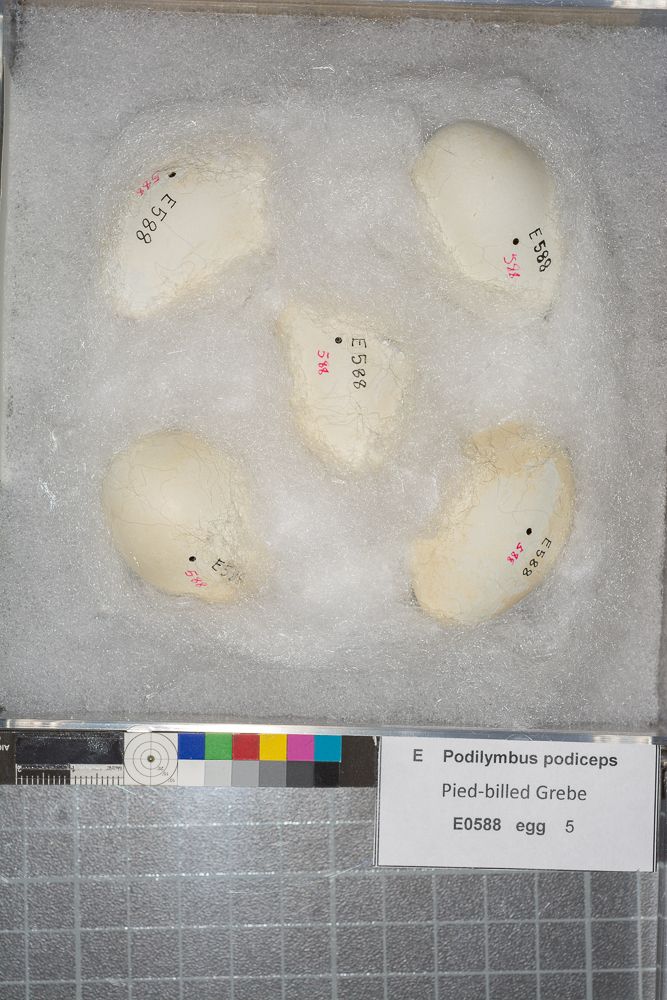 Image representing Podilymbus podiceps.