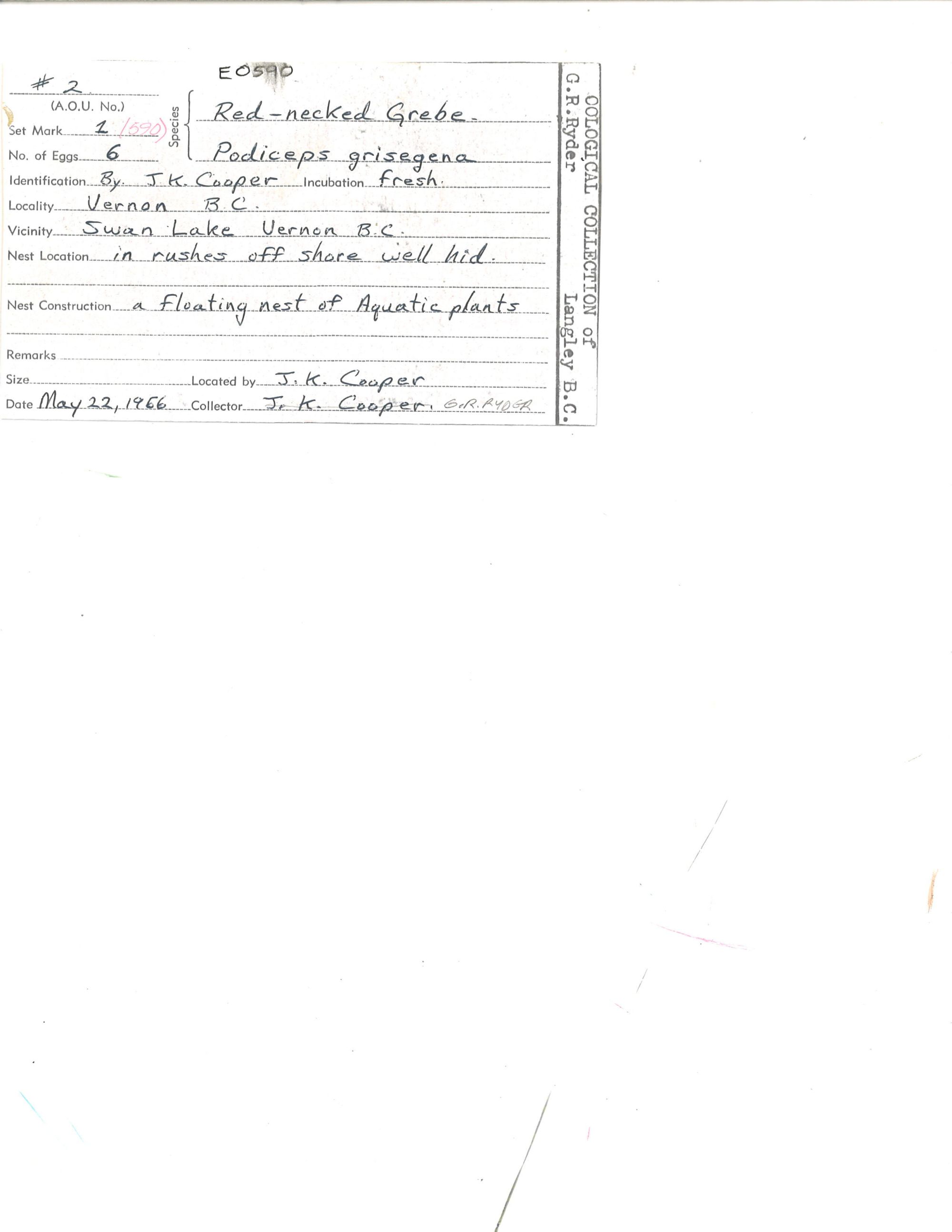 Image representing Podiceps grisegena.