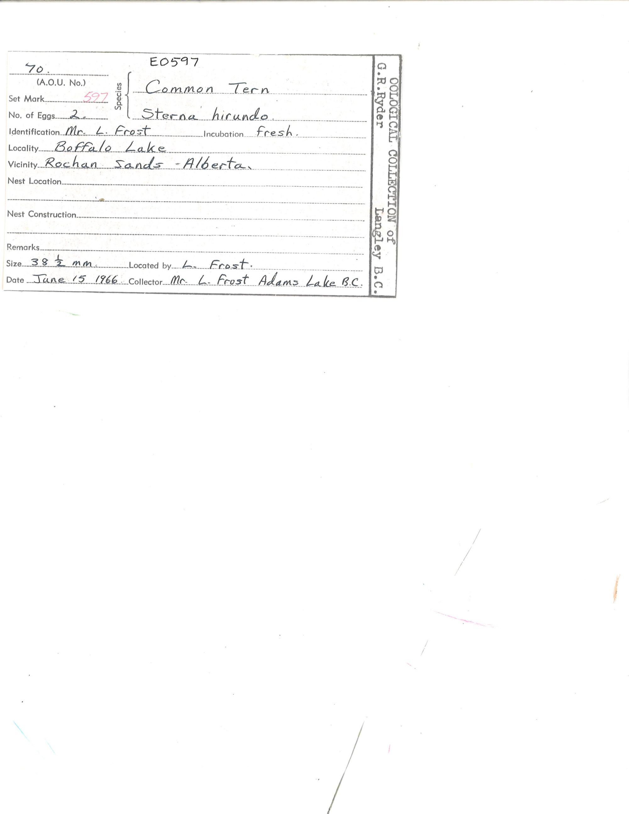 Image representing Sterna hirundo.