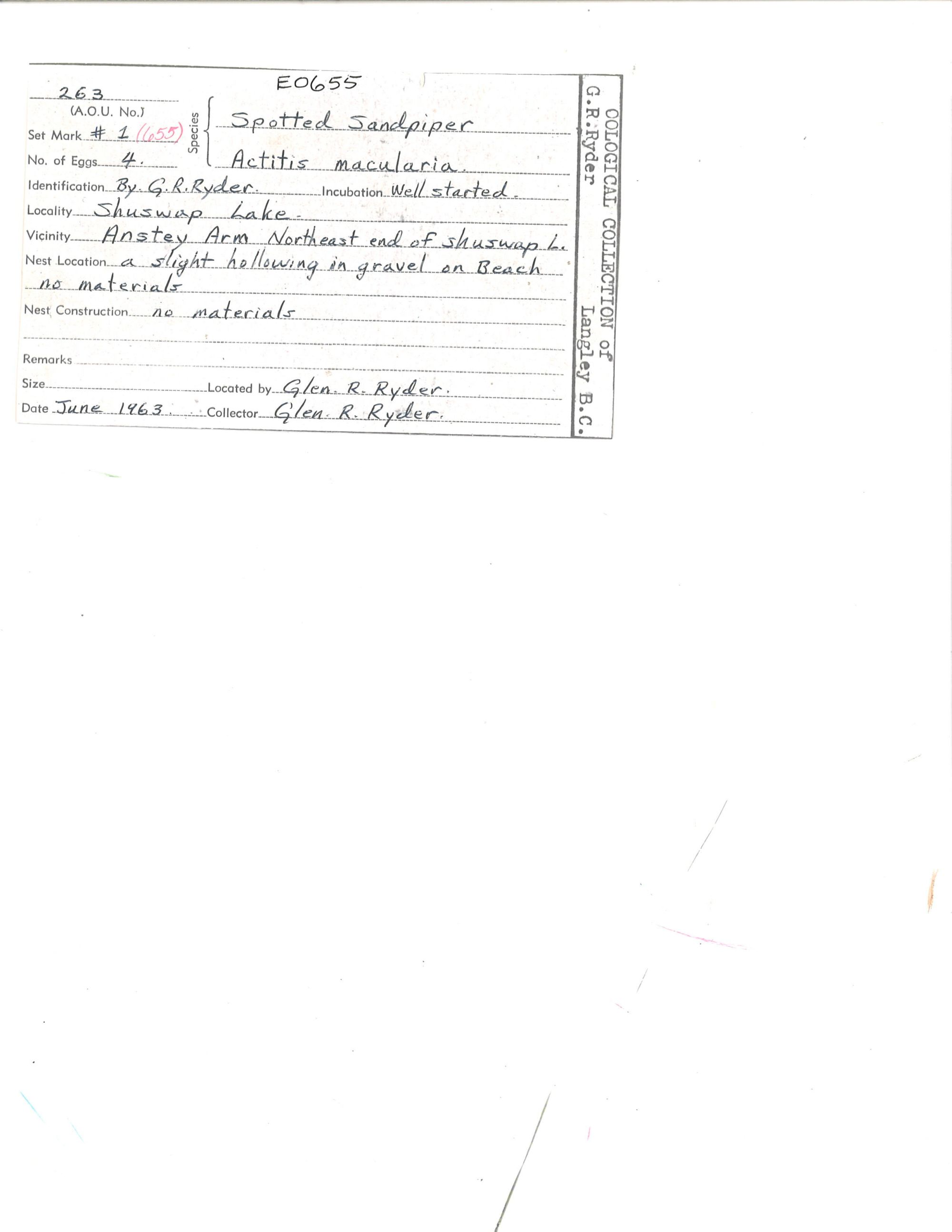 Image representing Actitis macularius.