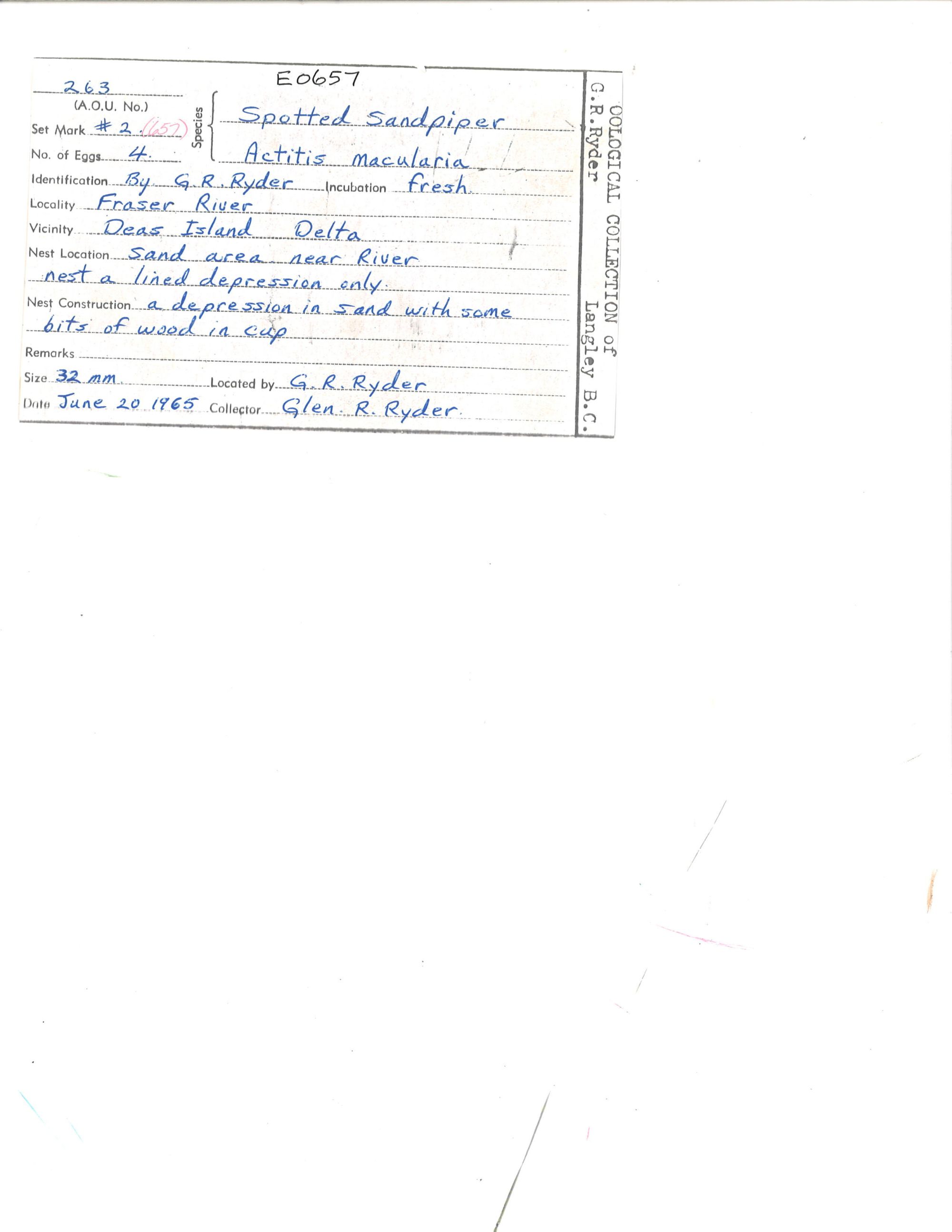 Image representing Actitis macularius.