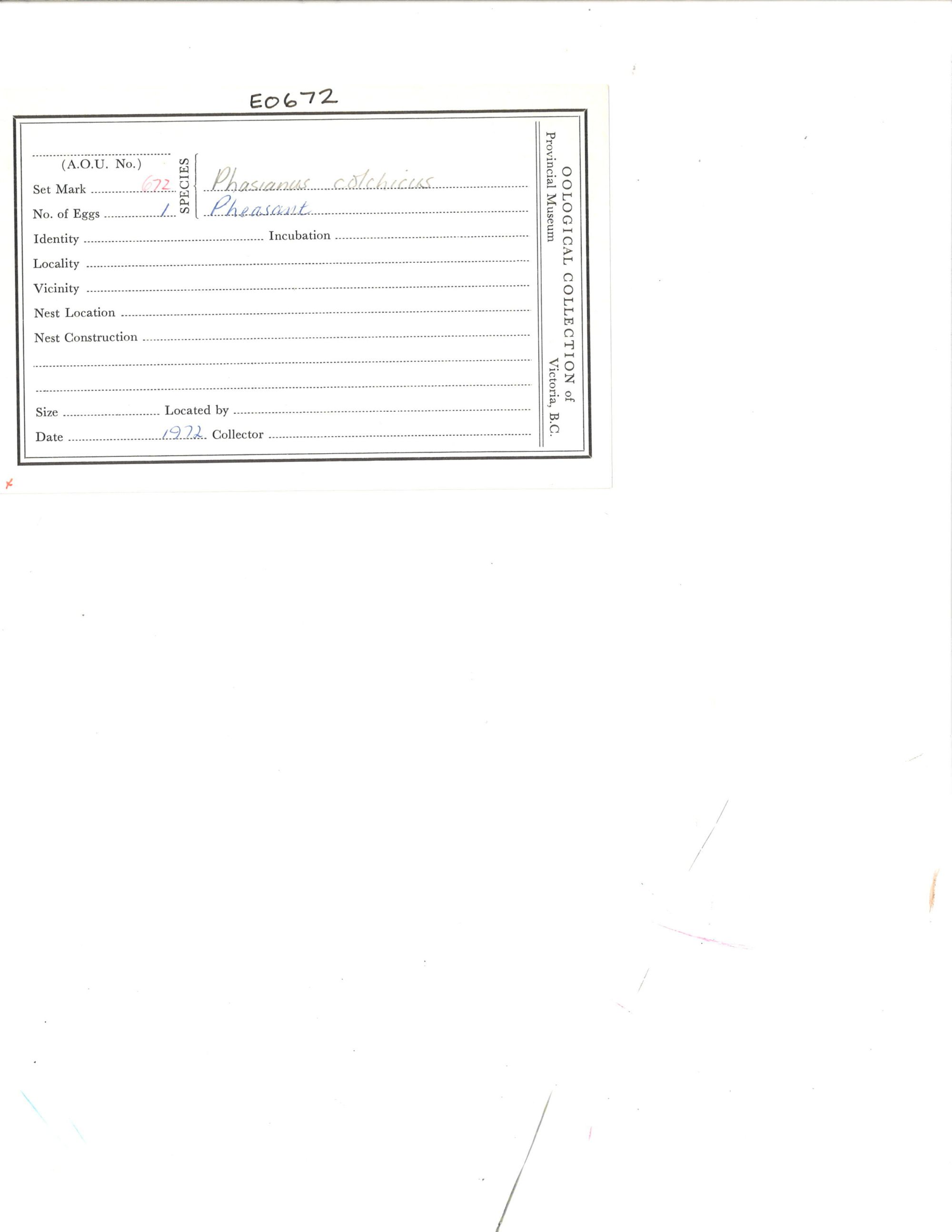 Image representing Phasianus colchicus.