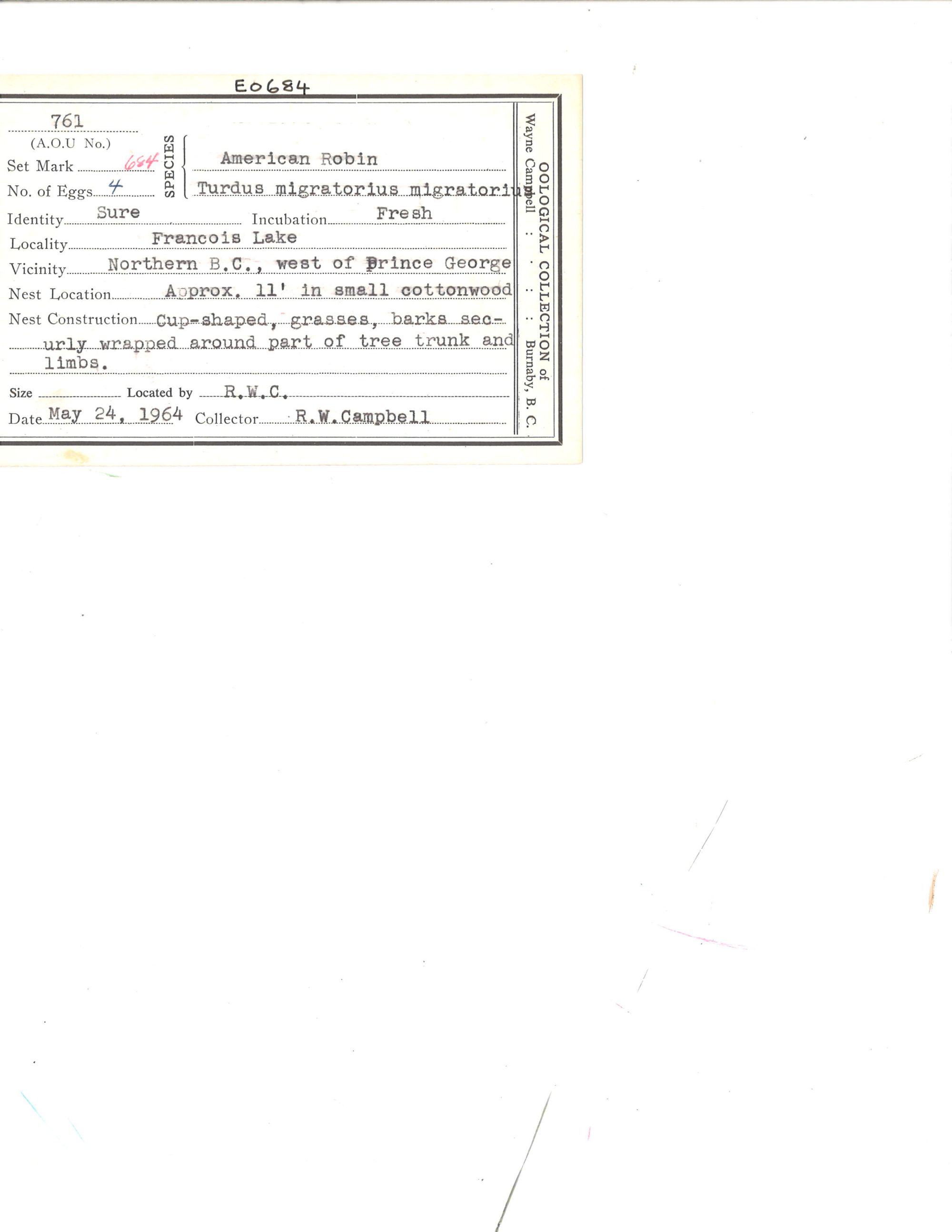 Image representing Turdus migratorius.