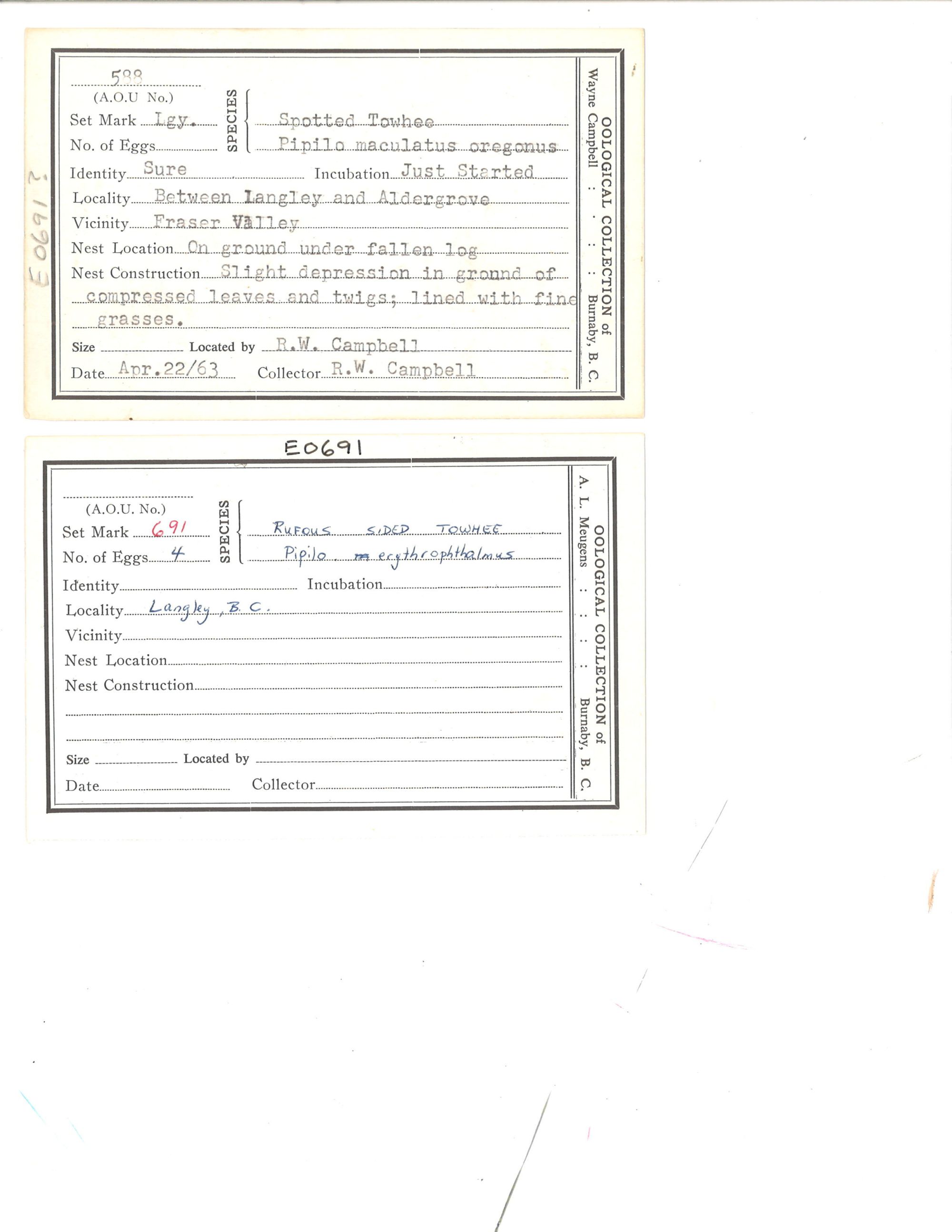 Image representing Pipilo maculatus.