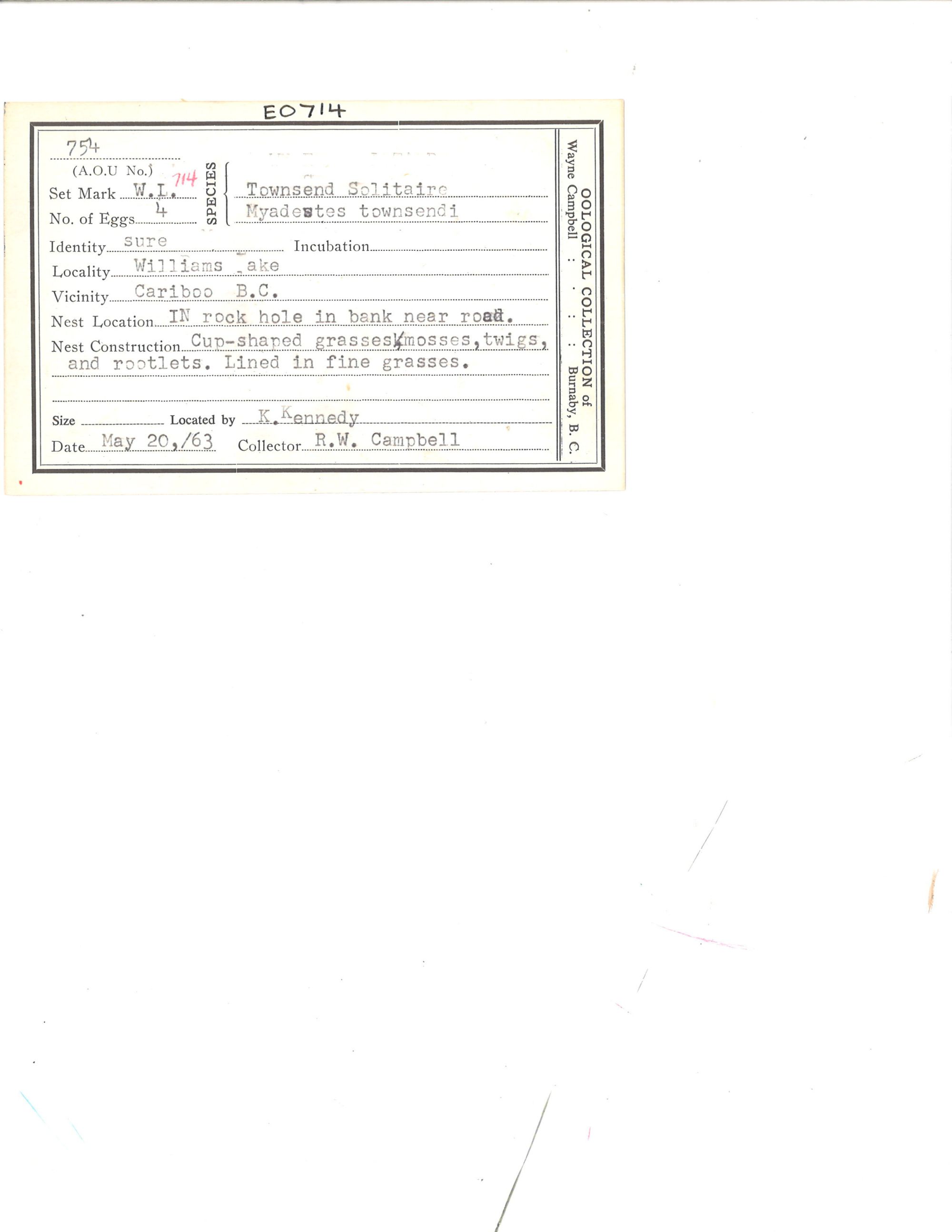 Image representing Myadestes townsendi.