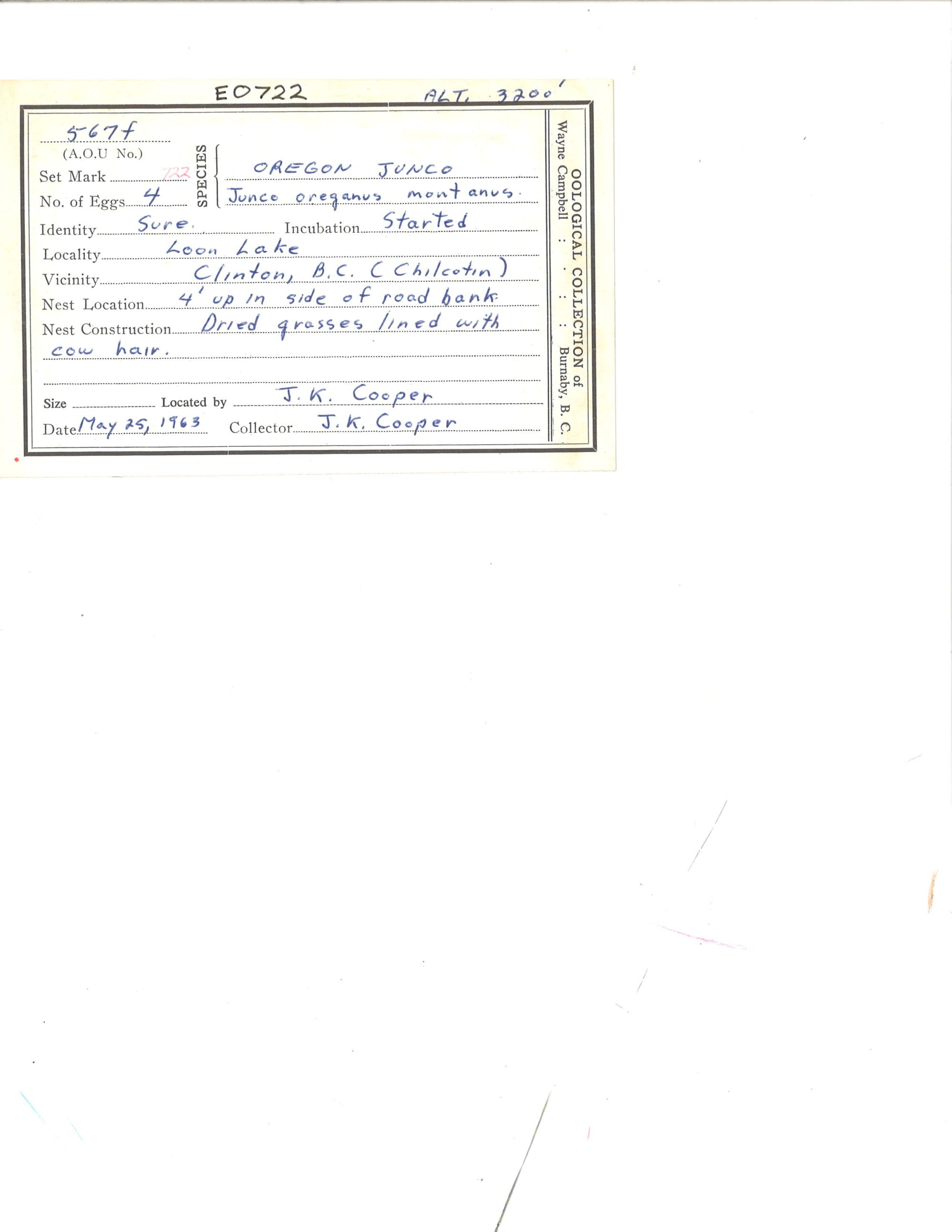 Image representing Junco hyemalis.