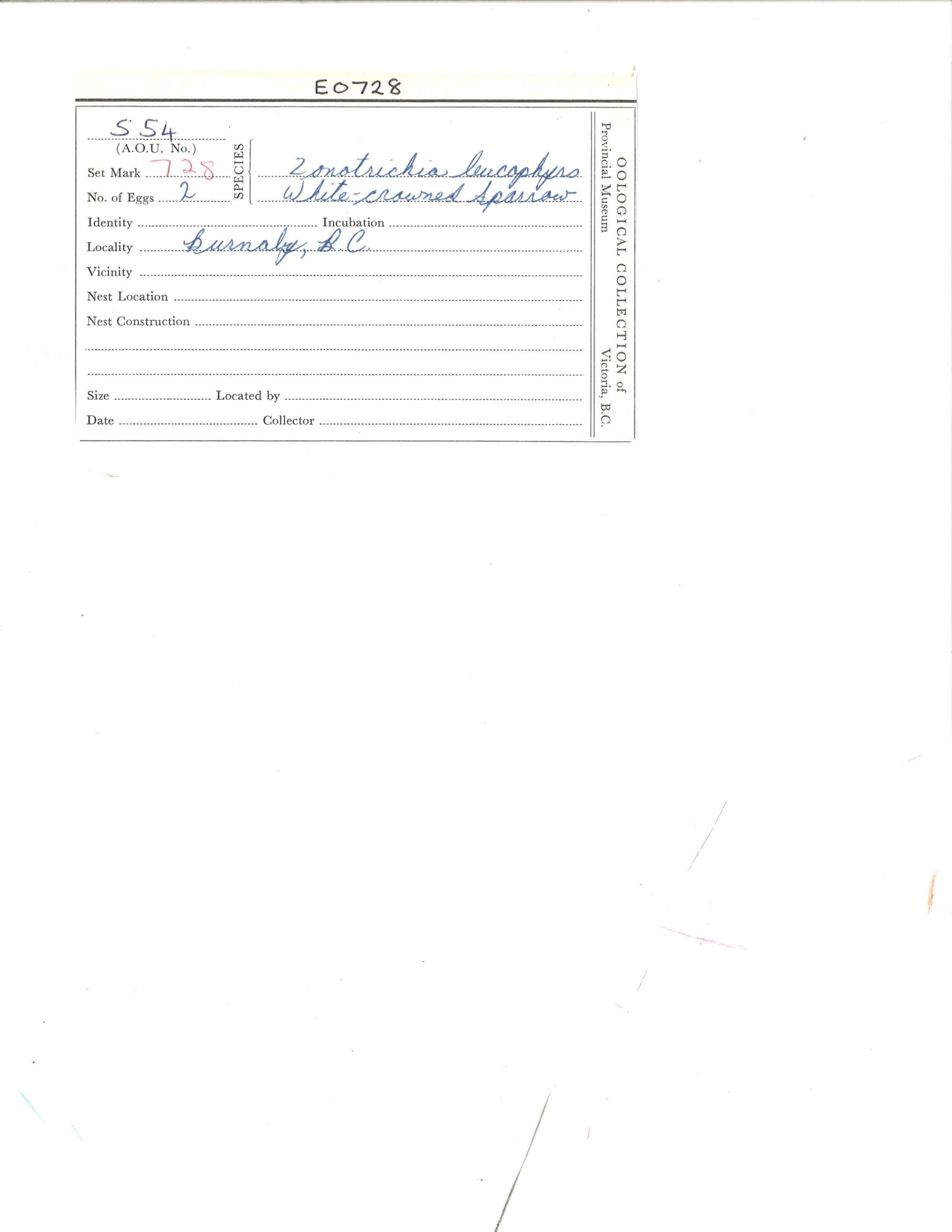 Image representing Zonotrichia leucophrys.