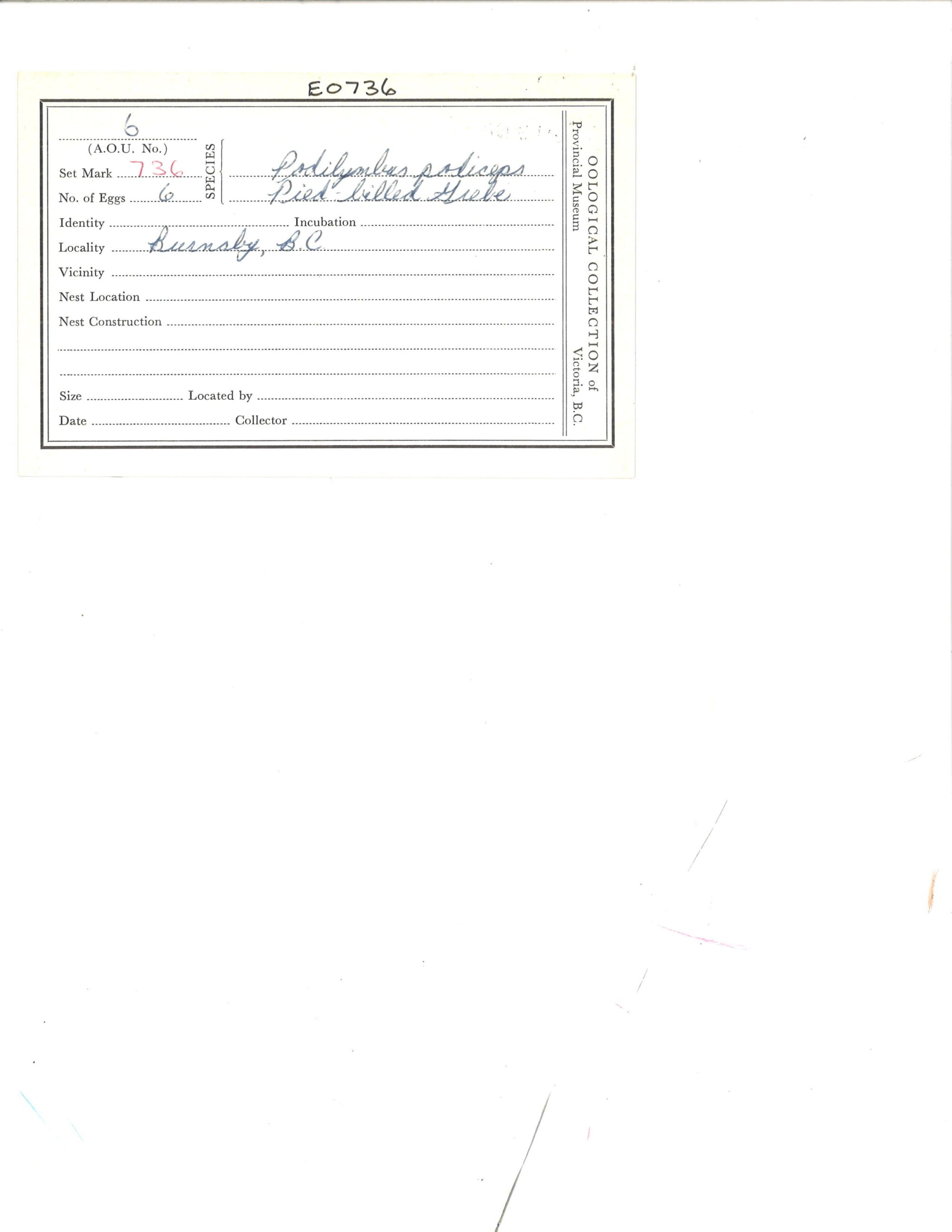 Image representing Podilymbus podiceps.