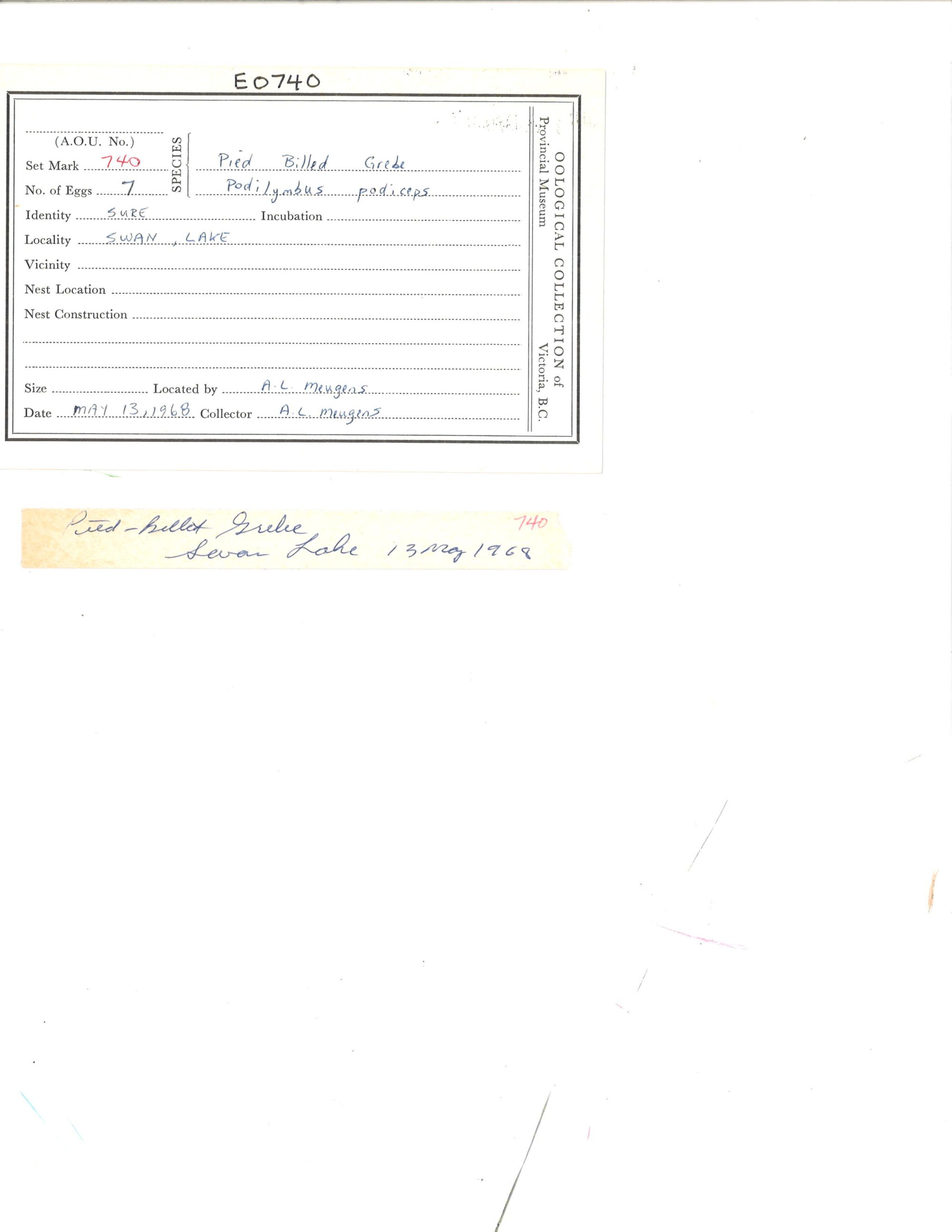 Image representing Podilymbus podiceps.