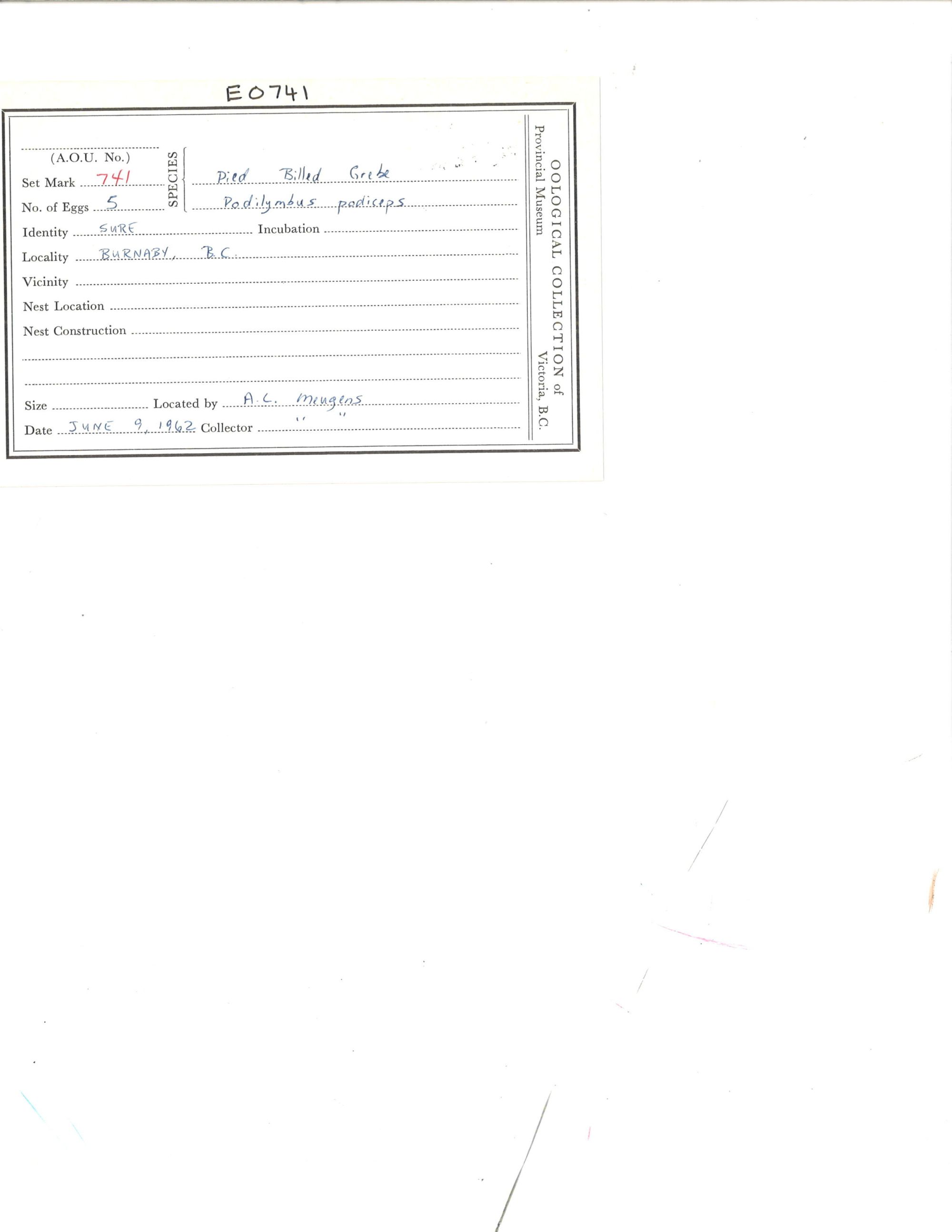 Image representing Podilymbus podiceps.