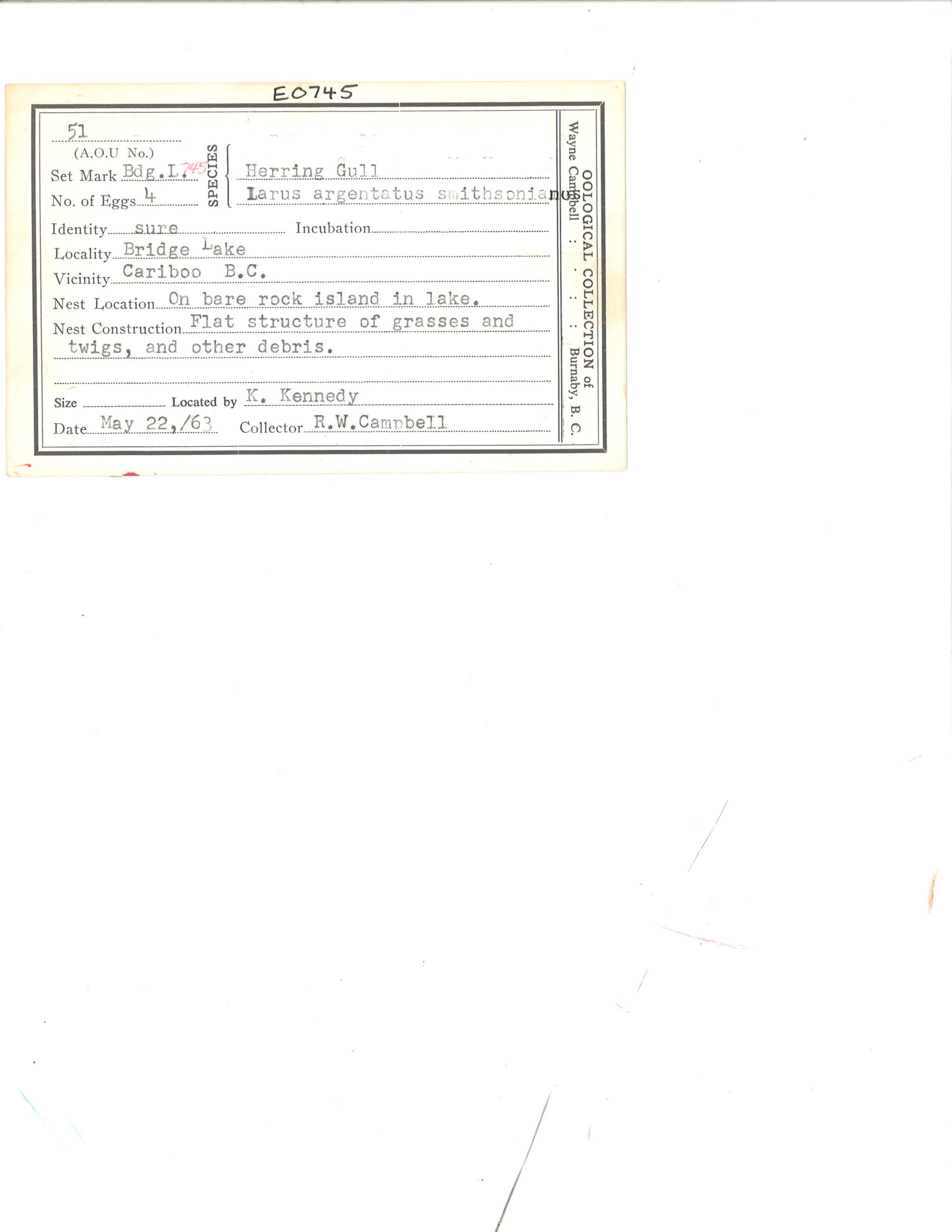 Image representing Larus argentatus.