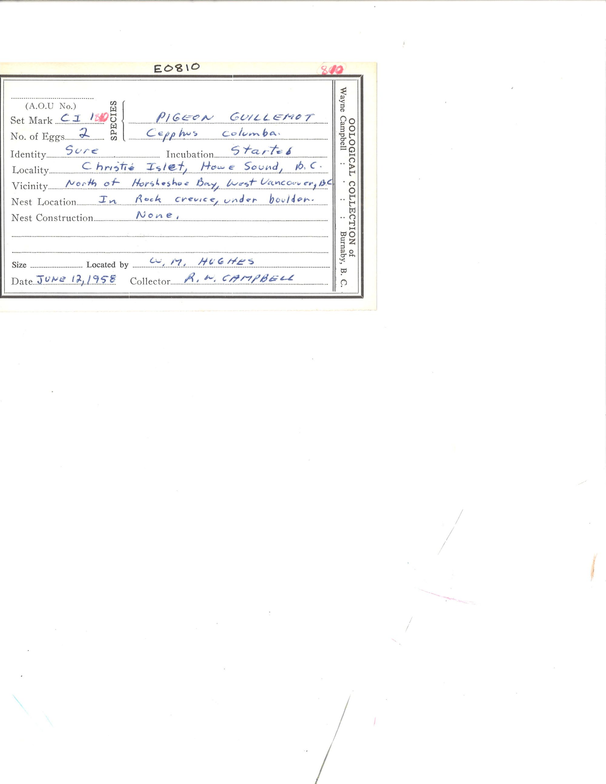 Image representing Cepphus columba.