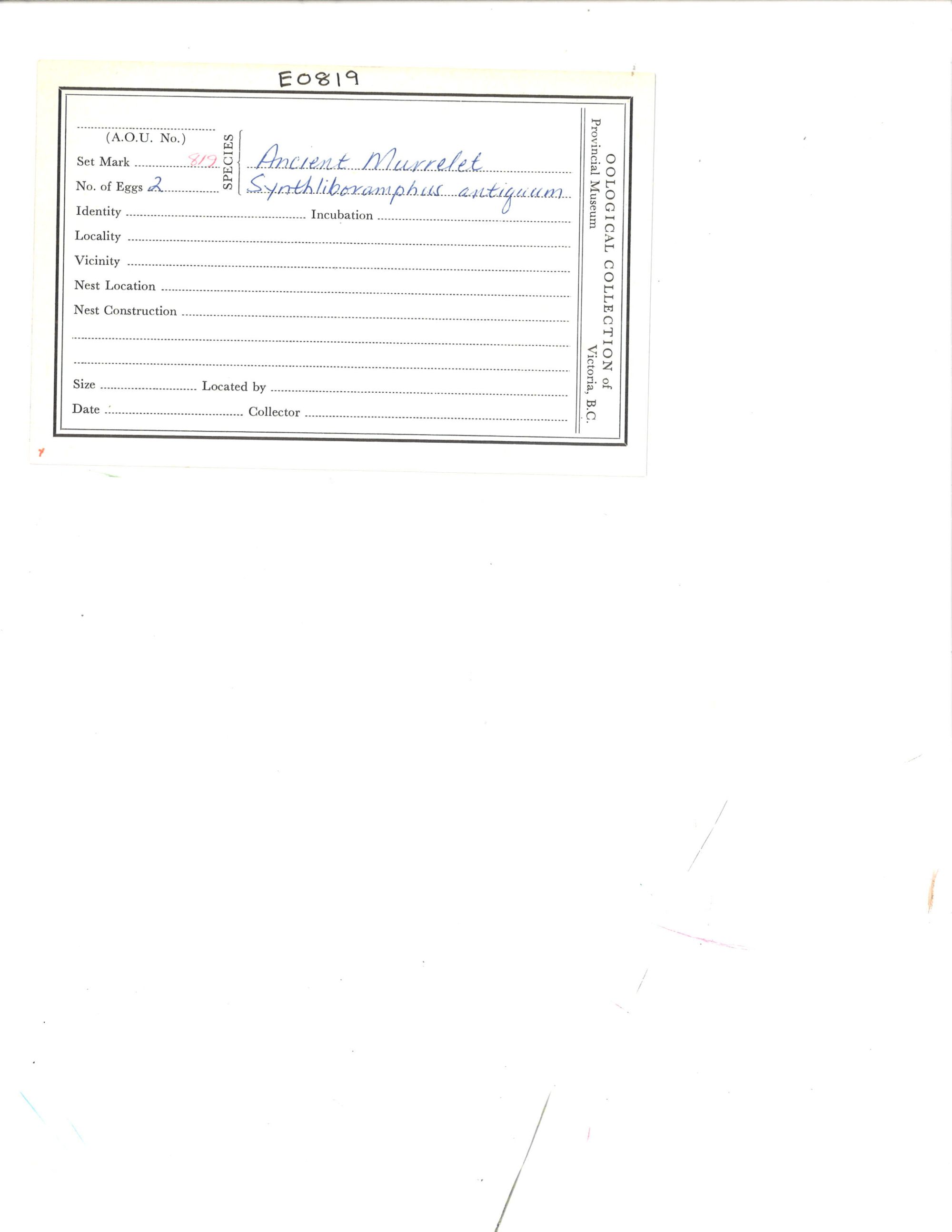 Image representing Synthliboramphus antiquus.