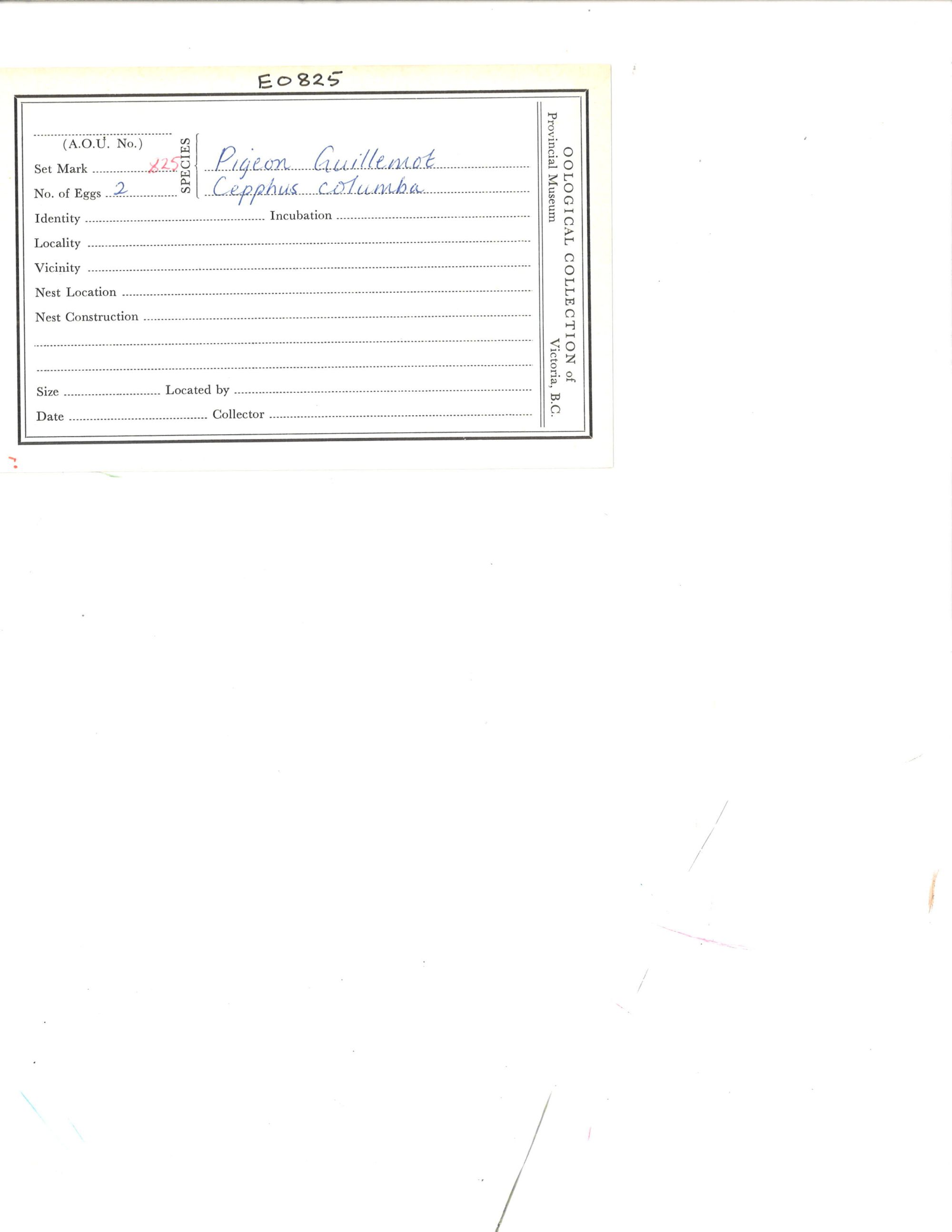 Image representing Cepphus columba.