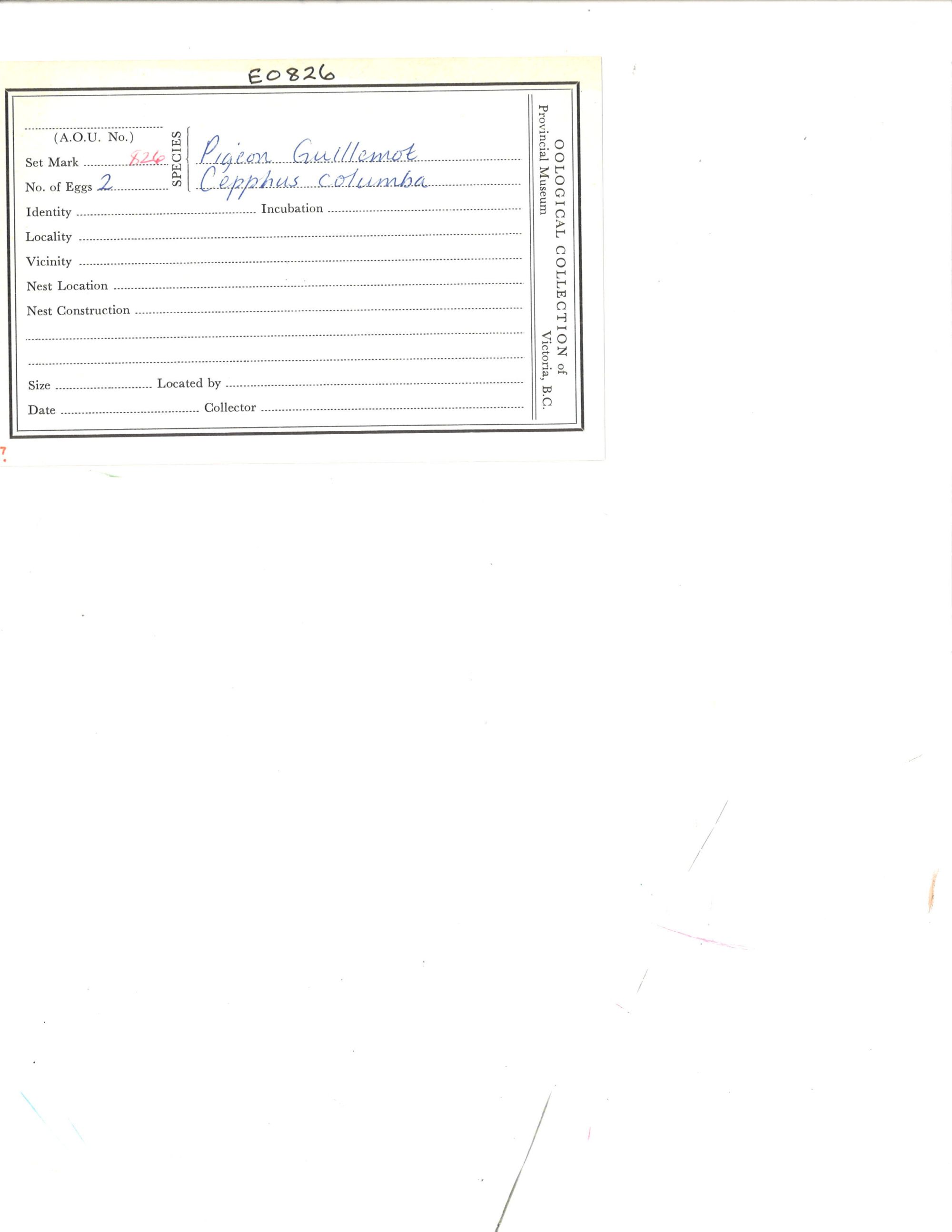 Image representing Cepphus columba.