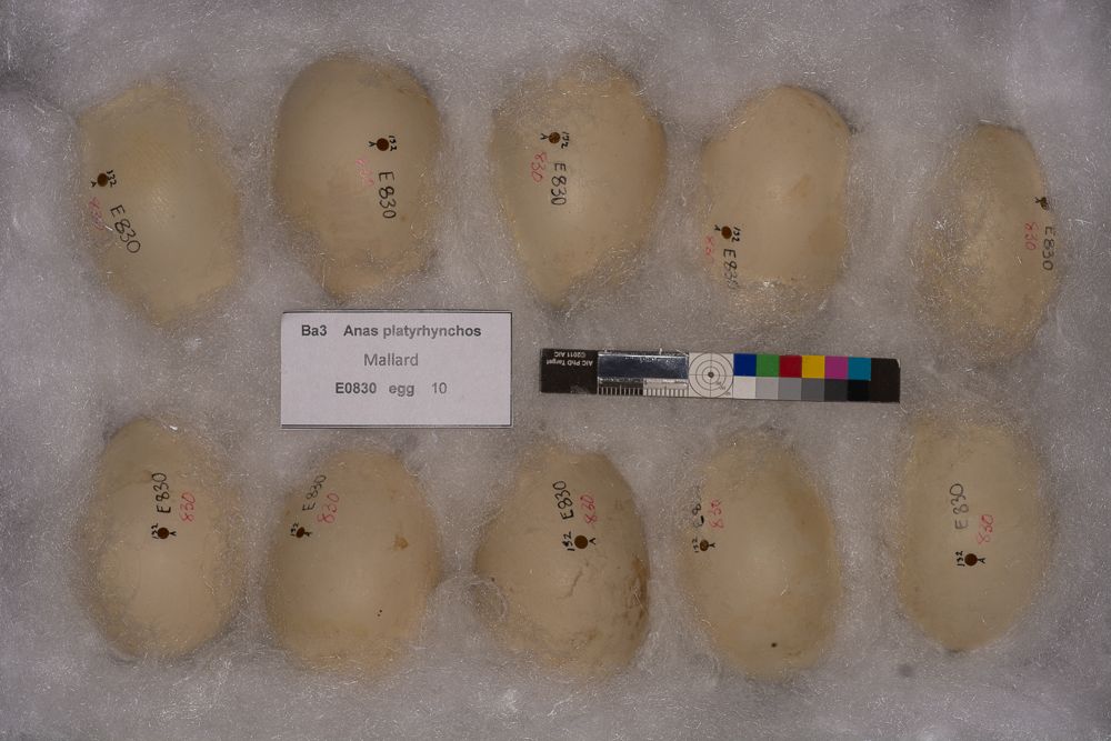 Image representing Anas platyrhynchos.