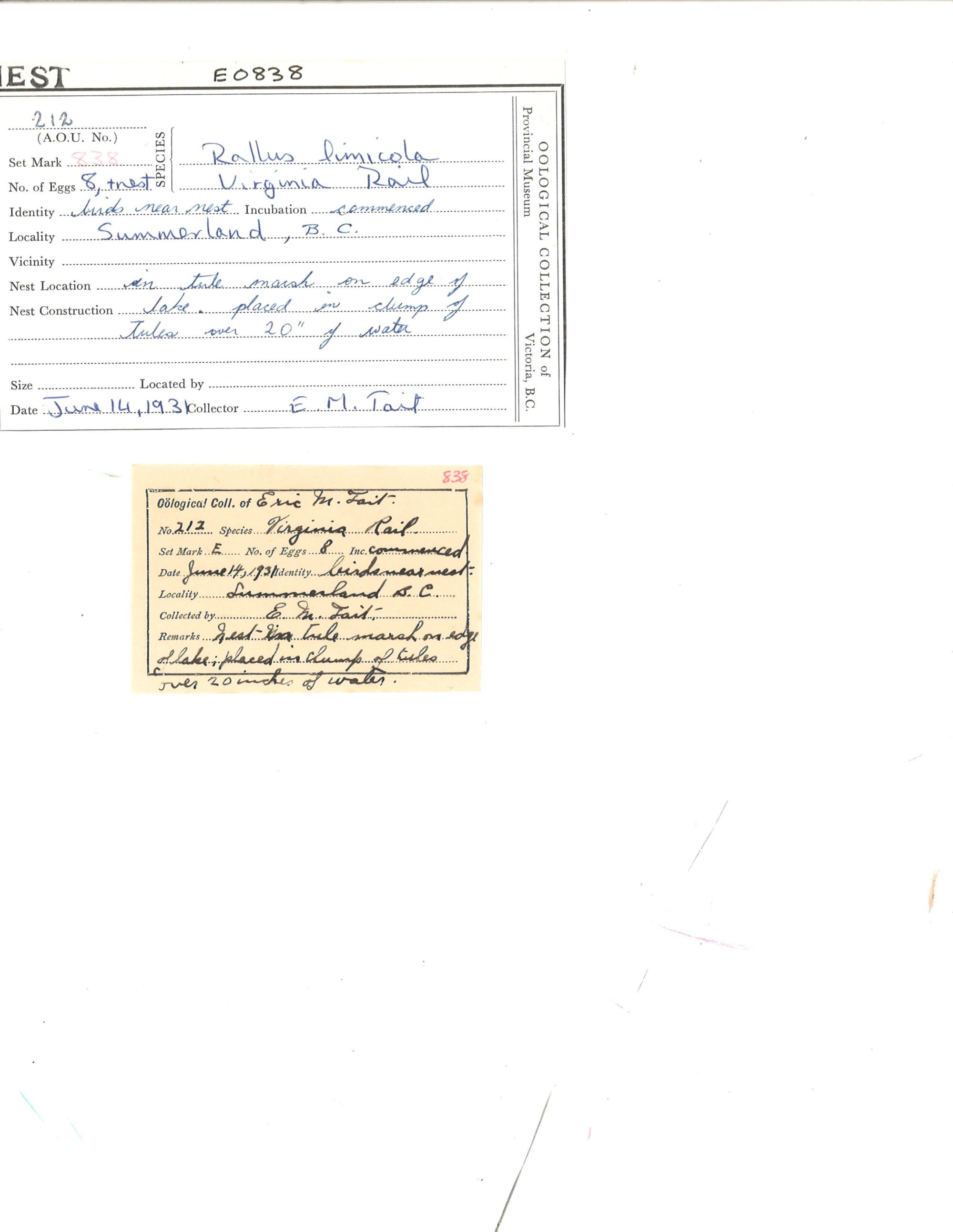 Image representing Rallus limicola.