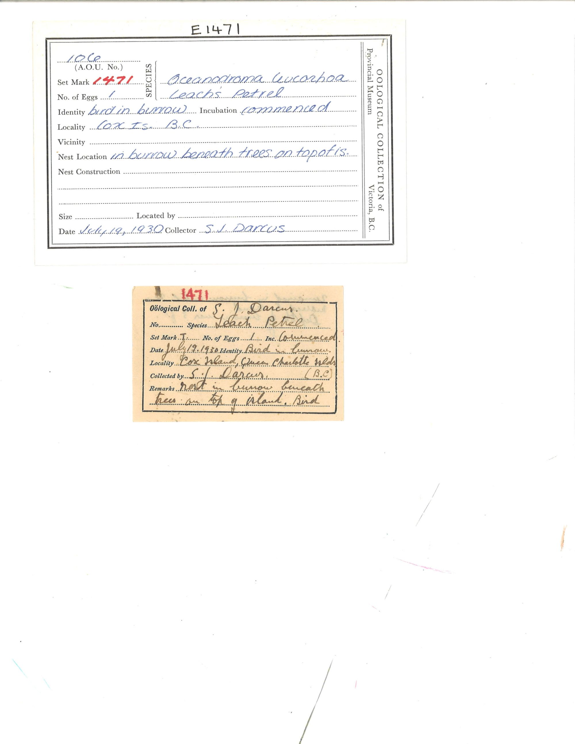 Image representing Hydrobates leucorhous.