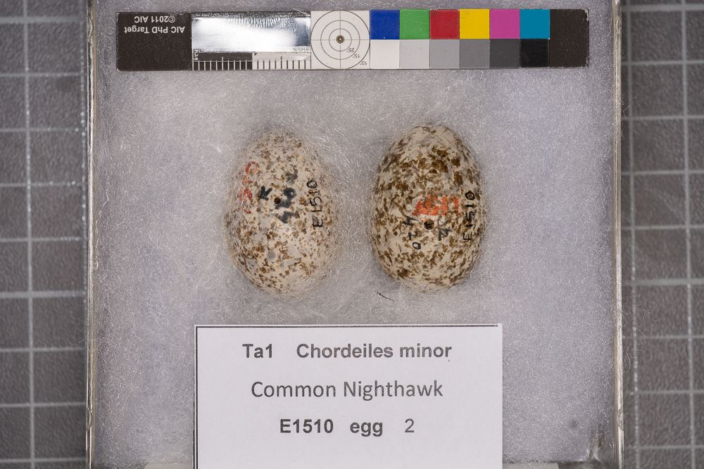 Image representing Chordeiles minor.