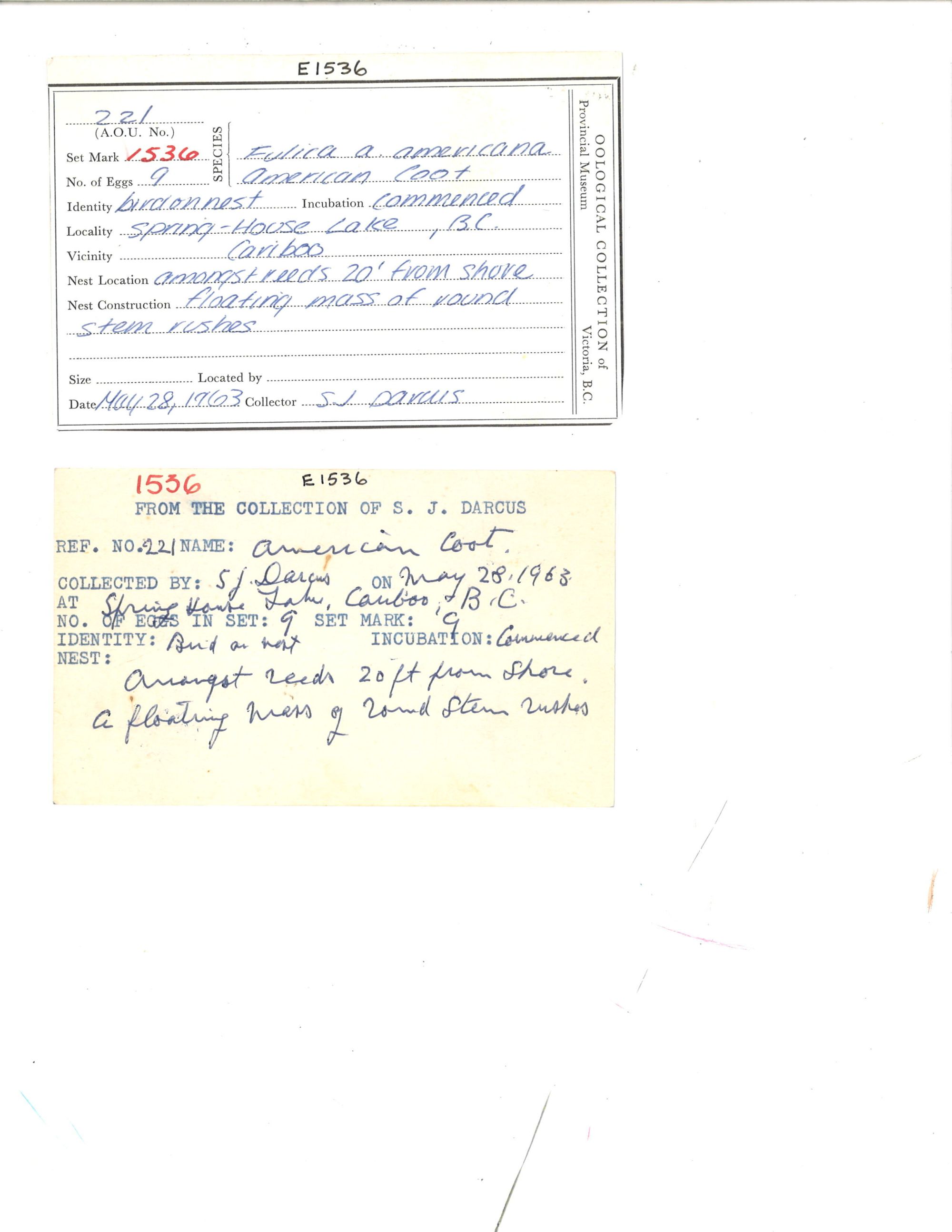 Image representing Fulica americana.