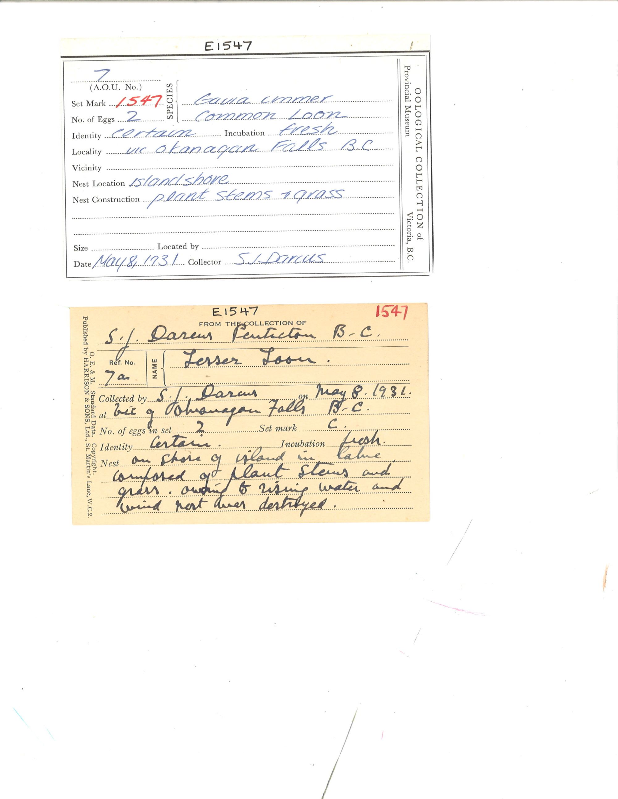 Image representing Gavia immer.