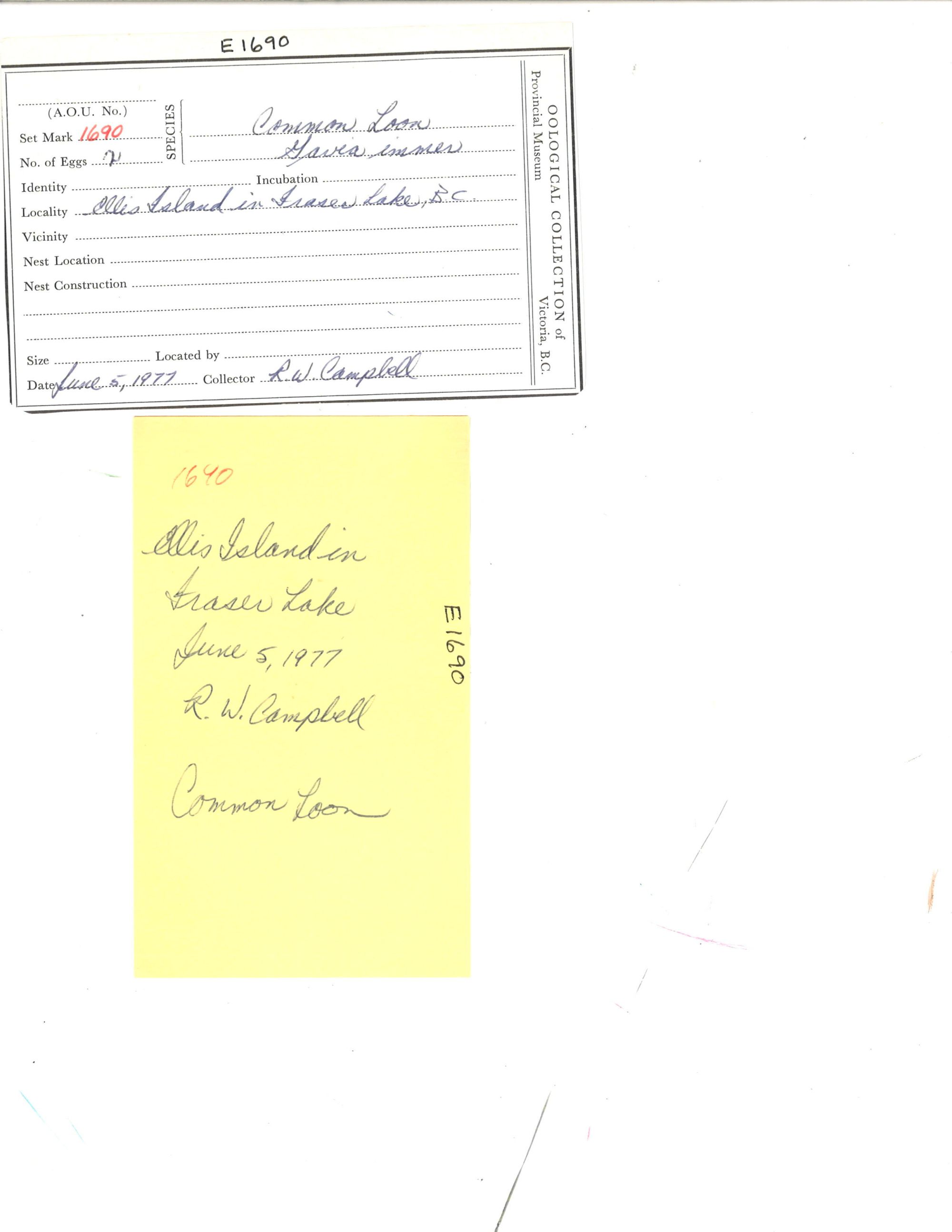 Image representing Gavia immer.