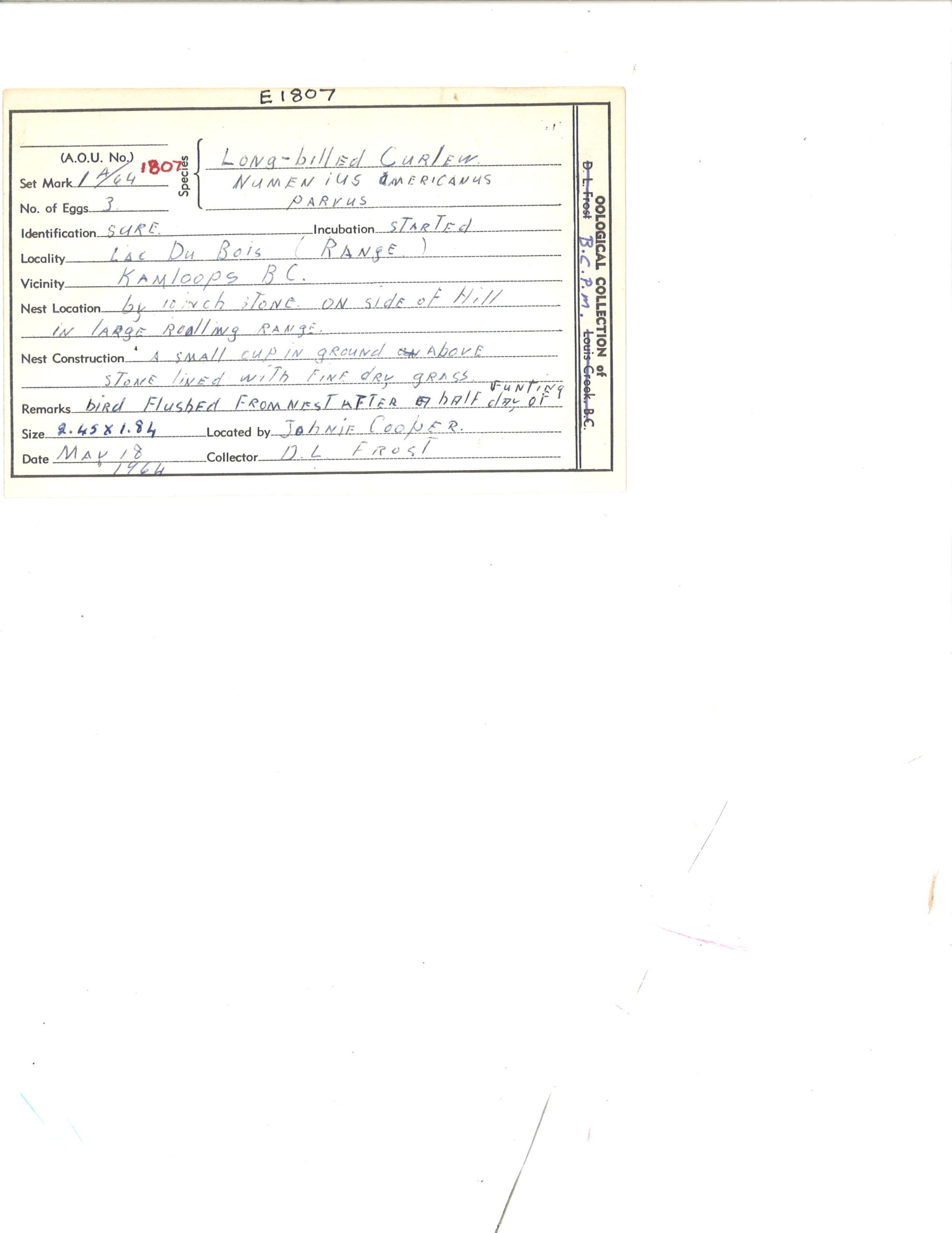 Image representing Numenius americanus.