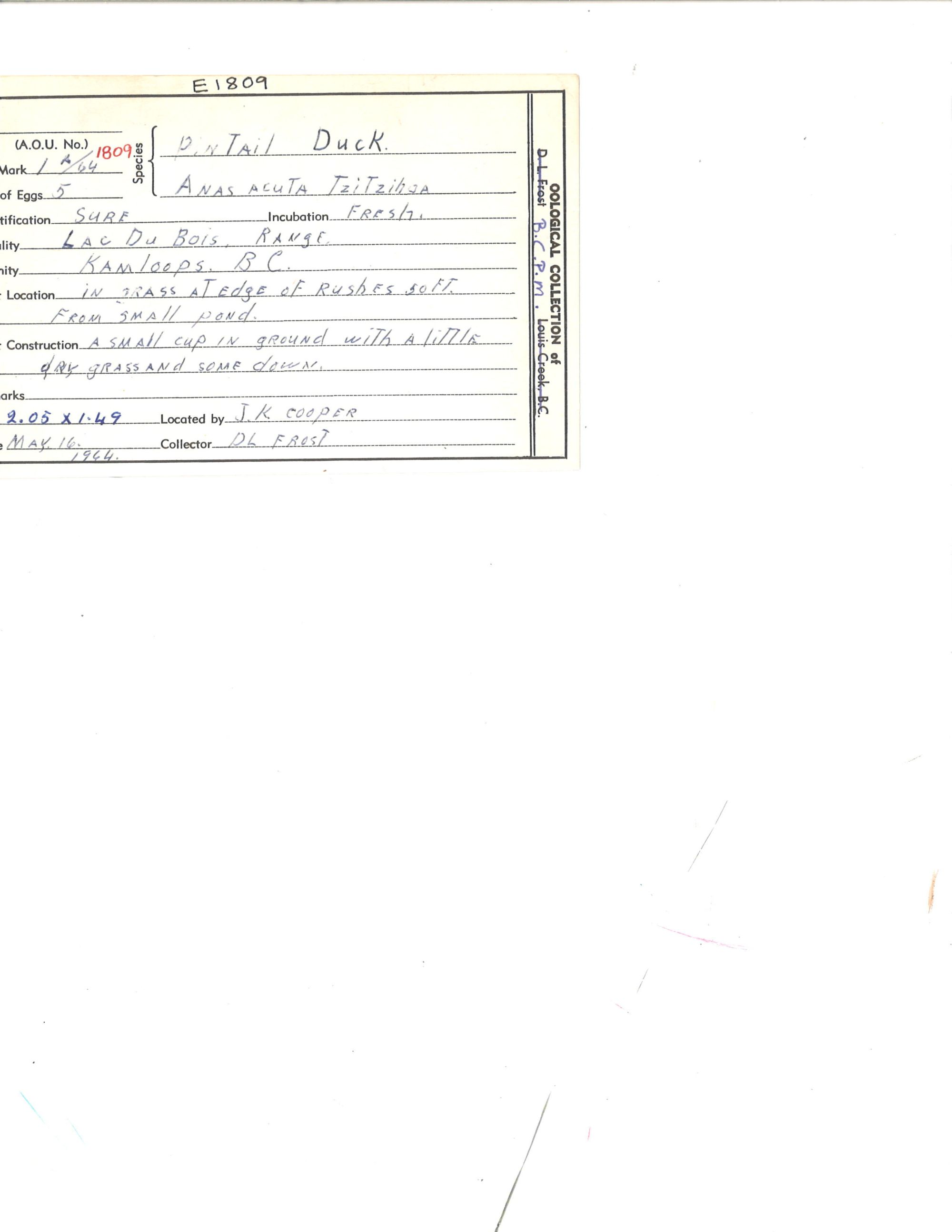 Image representing Anas acuta.
