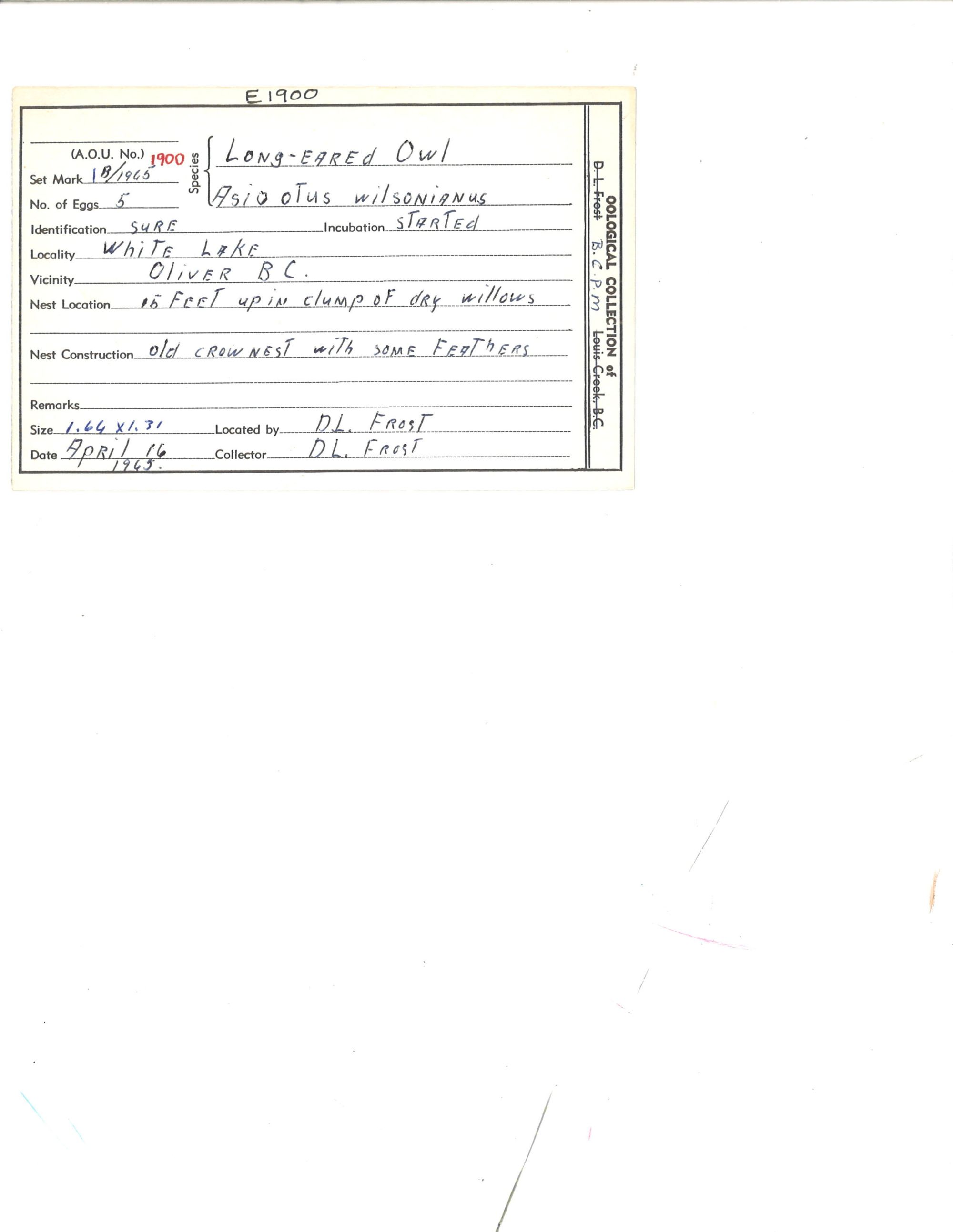 Image representing Asio otus.