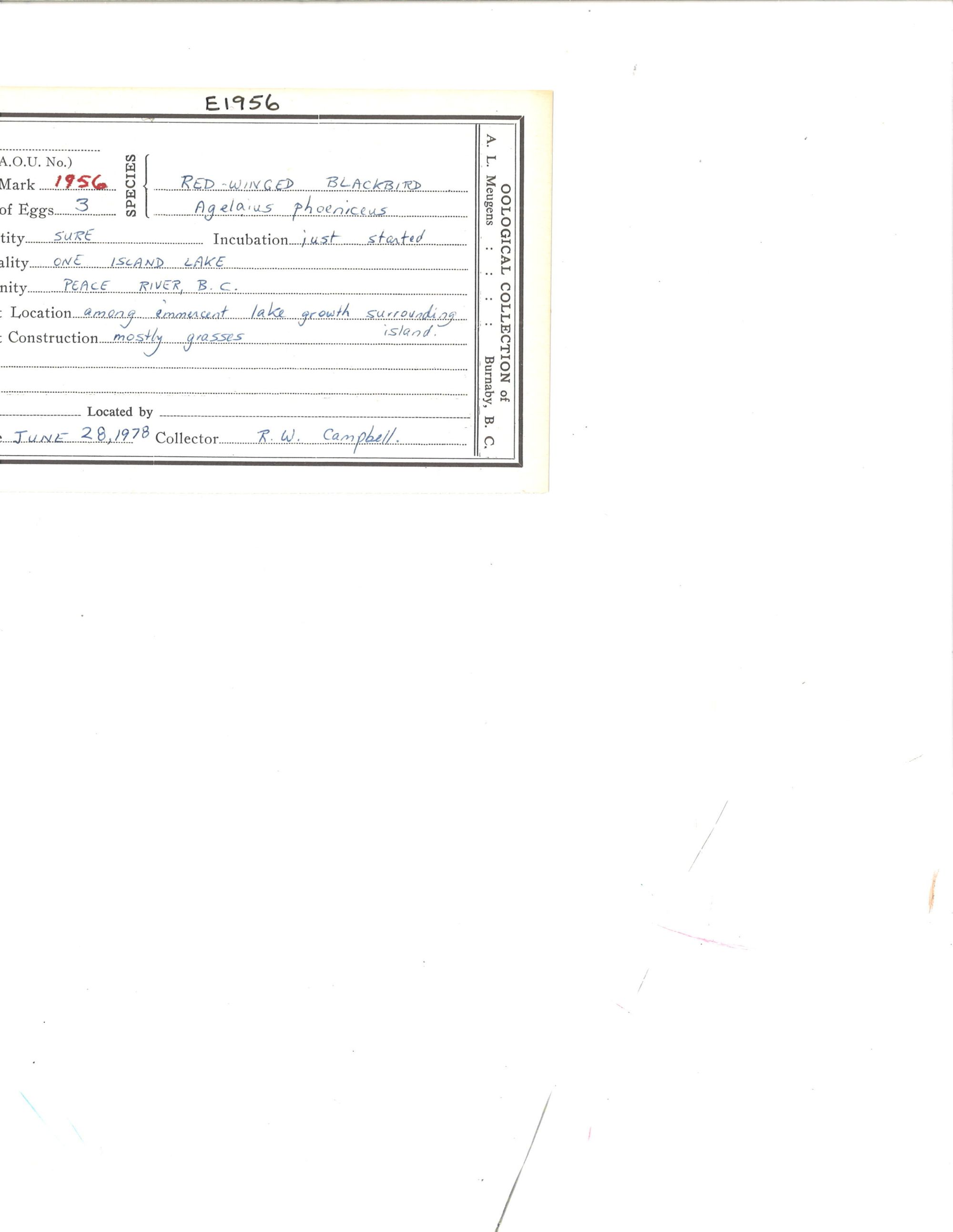 Image representing Agelaius phoeniceus.