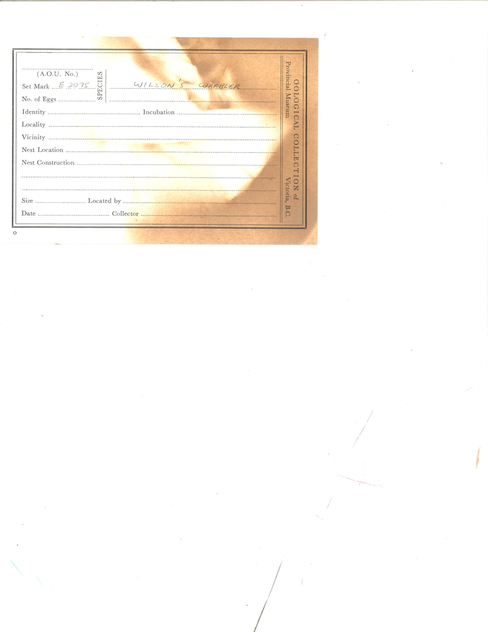 Image representing Cardellina pusilla.