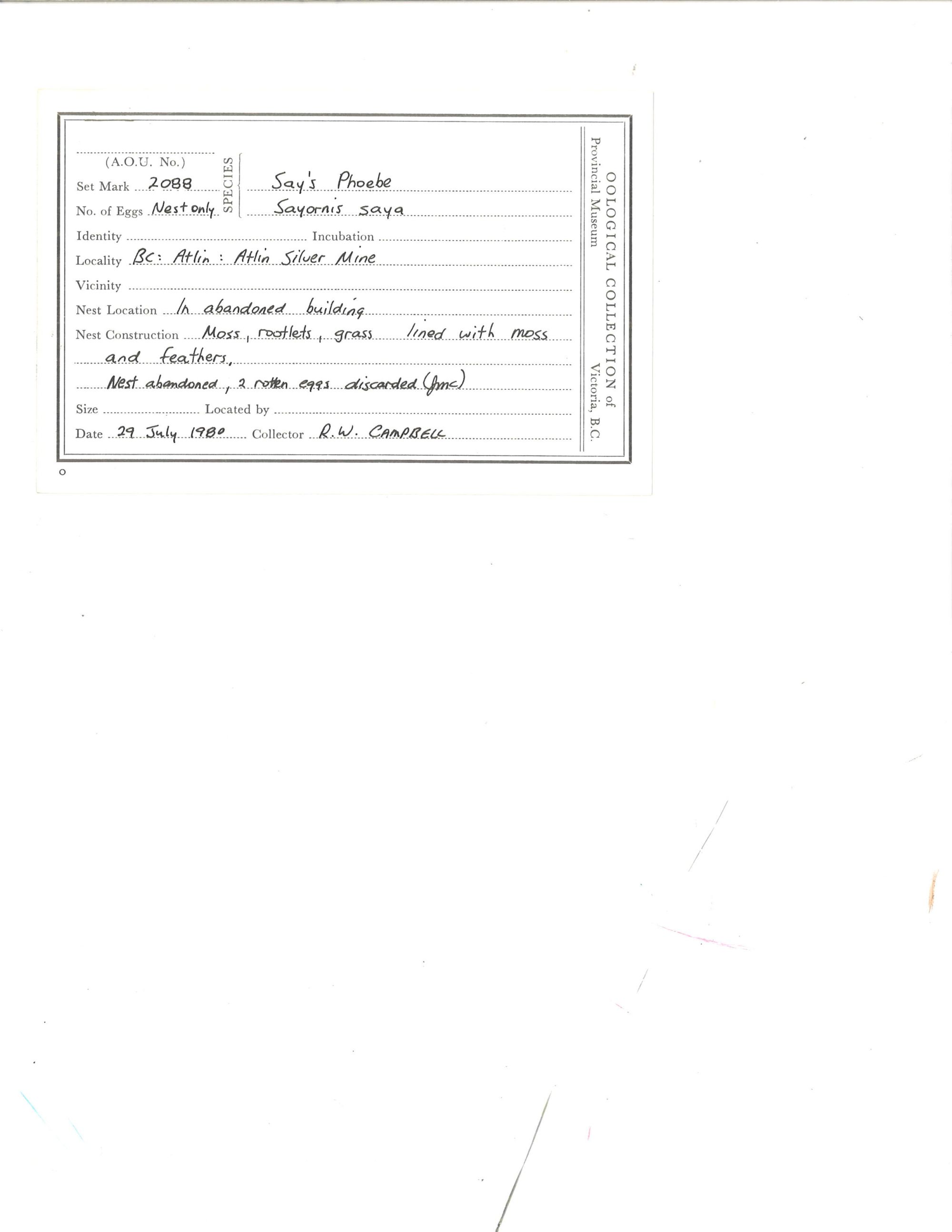 Image representing Sayornis saya.