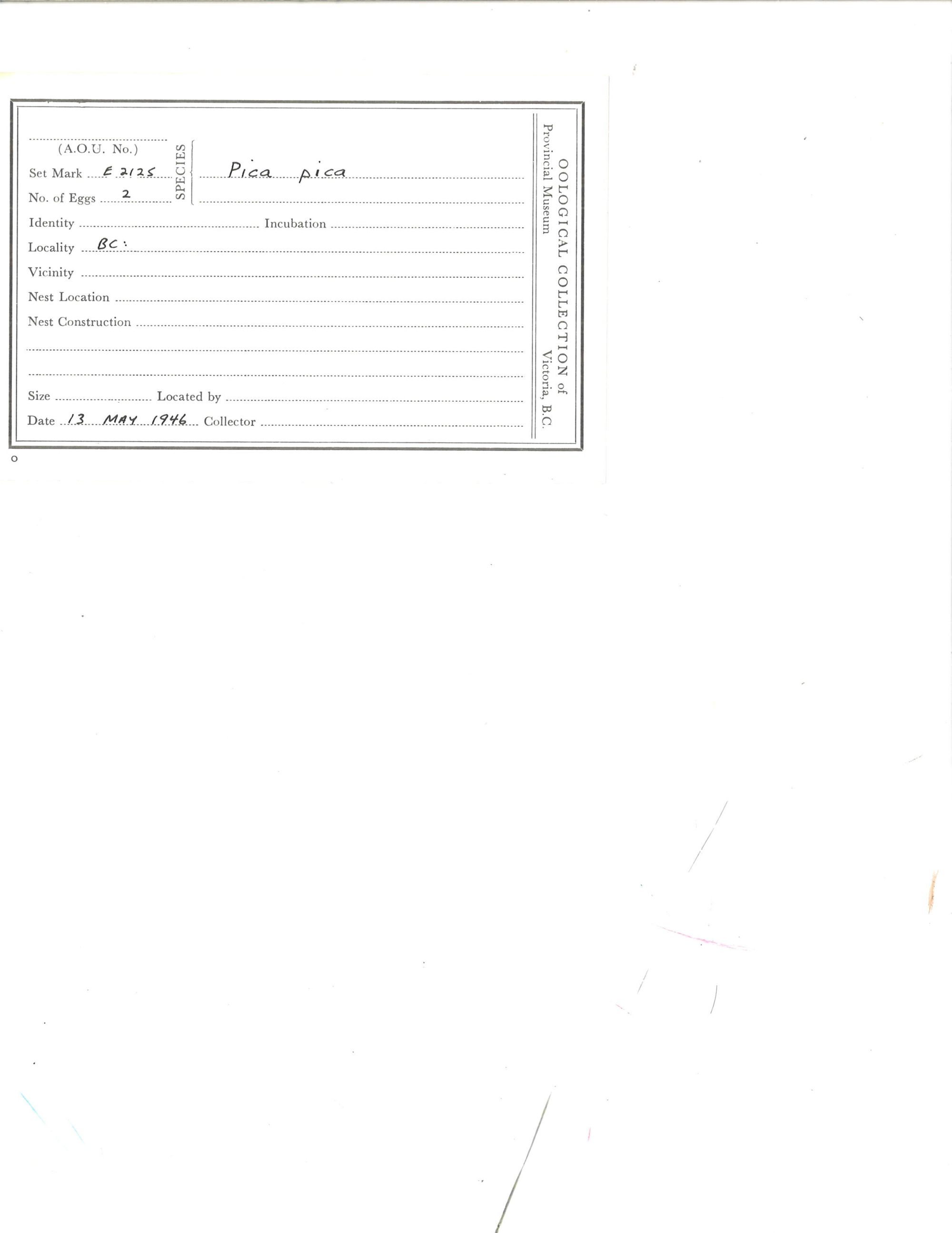 Image representing Pica hudsonia.