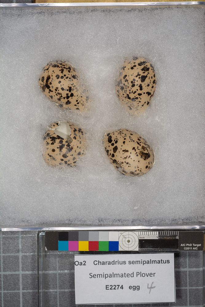 Image representing Charadrius semipalmatus.