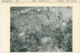 Image representing photograph.