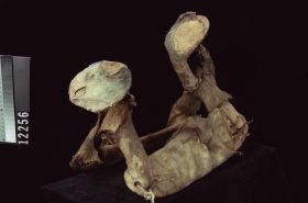 Image representing Saddle.