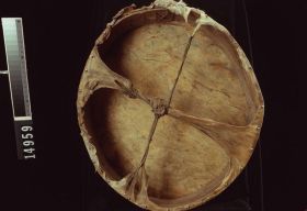 Image representing Drum.