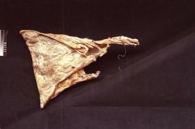 Image representing Rawhide.