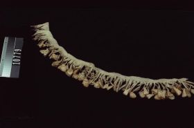 Image representing Rattle.