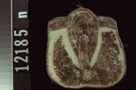 Image representing Purse.