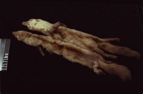 Image representing Marten.