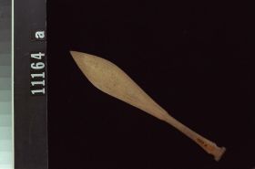Image representing Paddle.