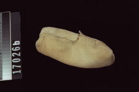 Image representing Moccasin.