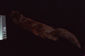 Image representing Costume.